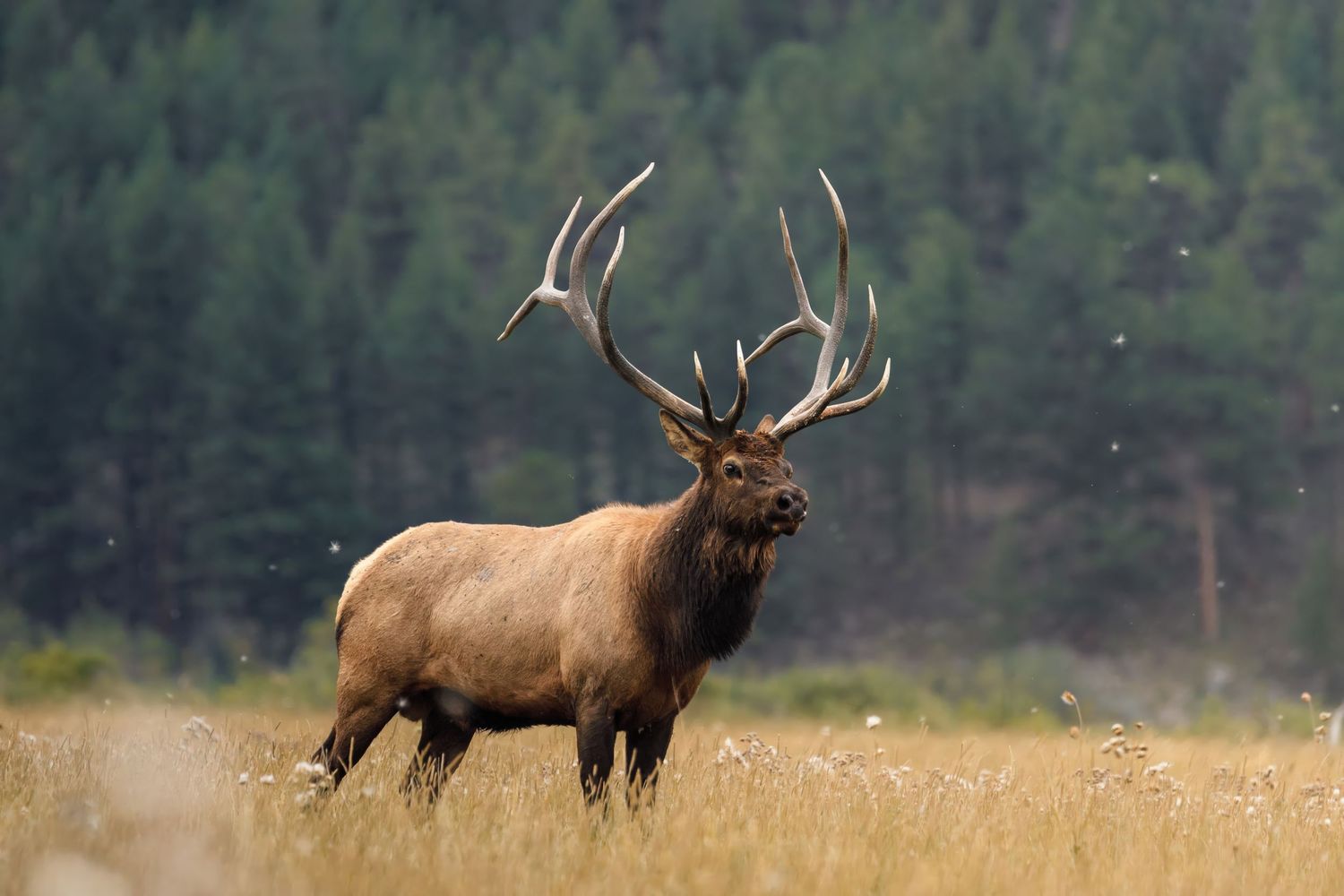 Elk with impressive antlers standing in a mountain meadow at dusk.