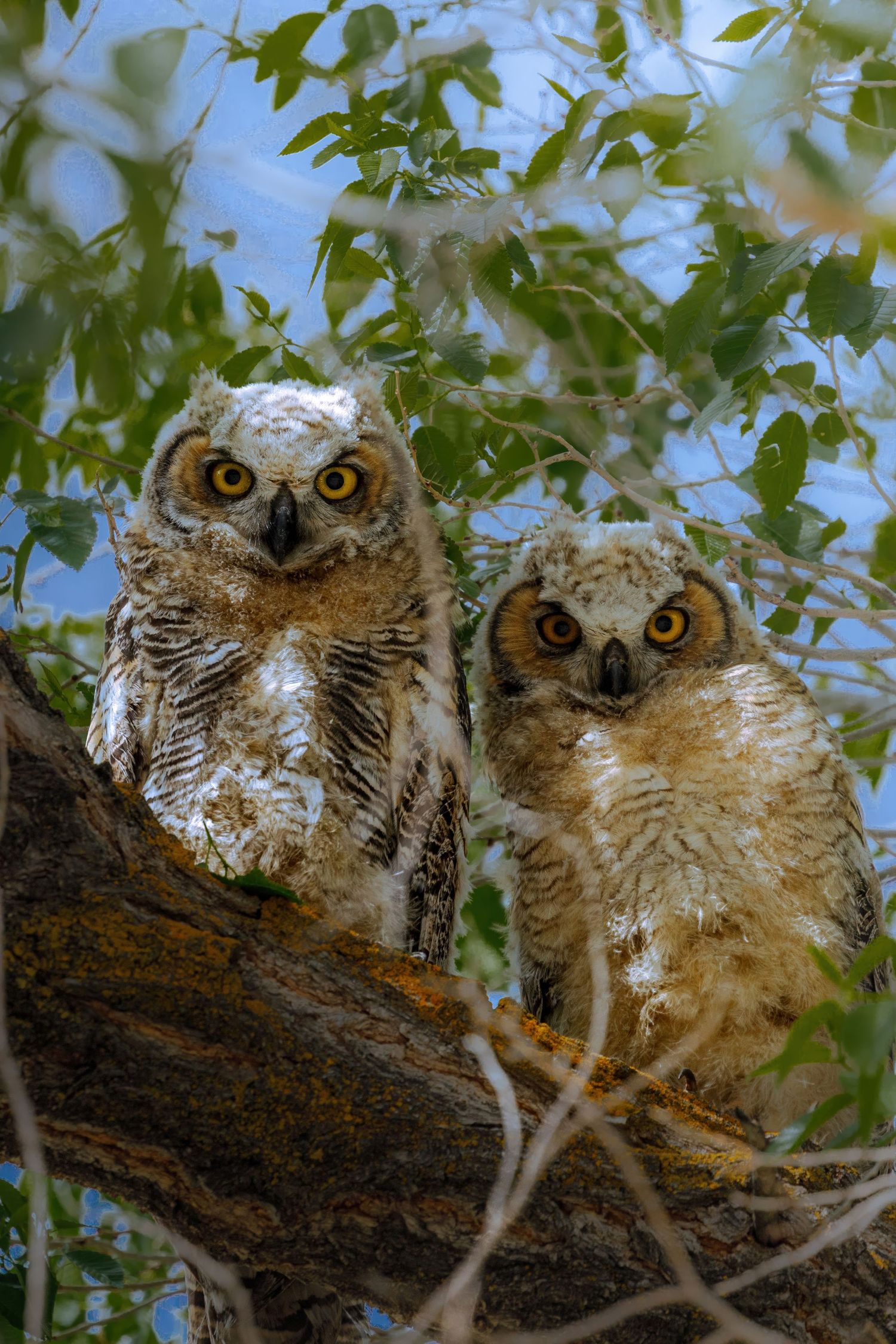 Two owls sit side by side on a tree branch with intense yellow eyes and feathered ear tufts.