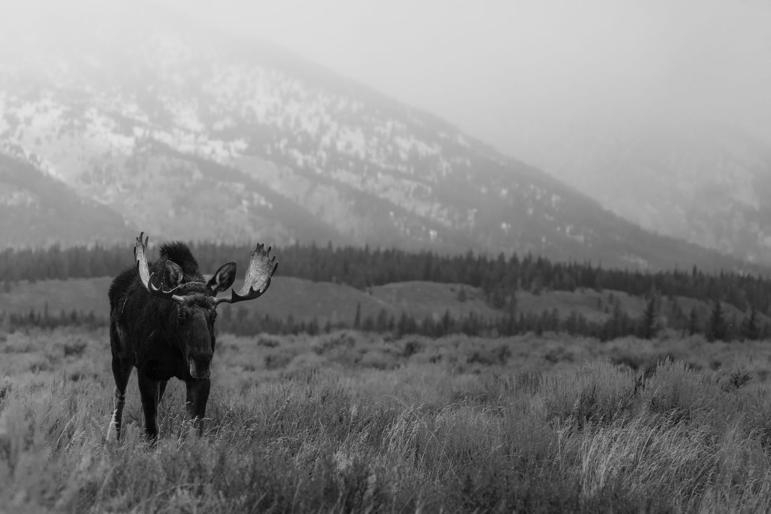 Distant view of moose in grassland with dramatic mountain range backdrop.