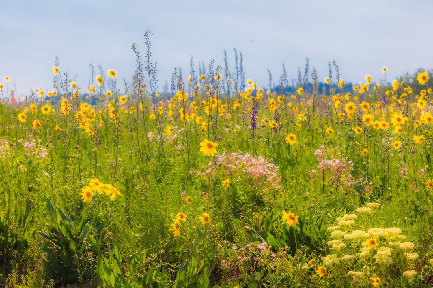 Yellow wildflowers stretch across a green meadow beneath a bright summer sky.