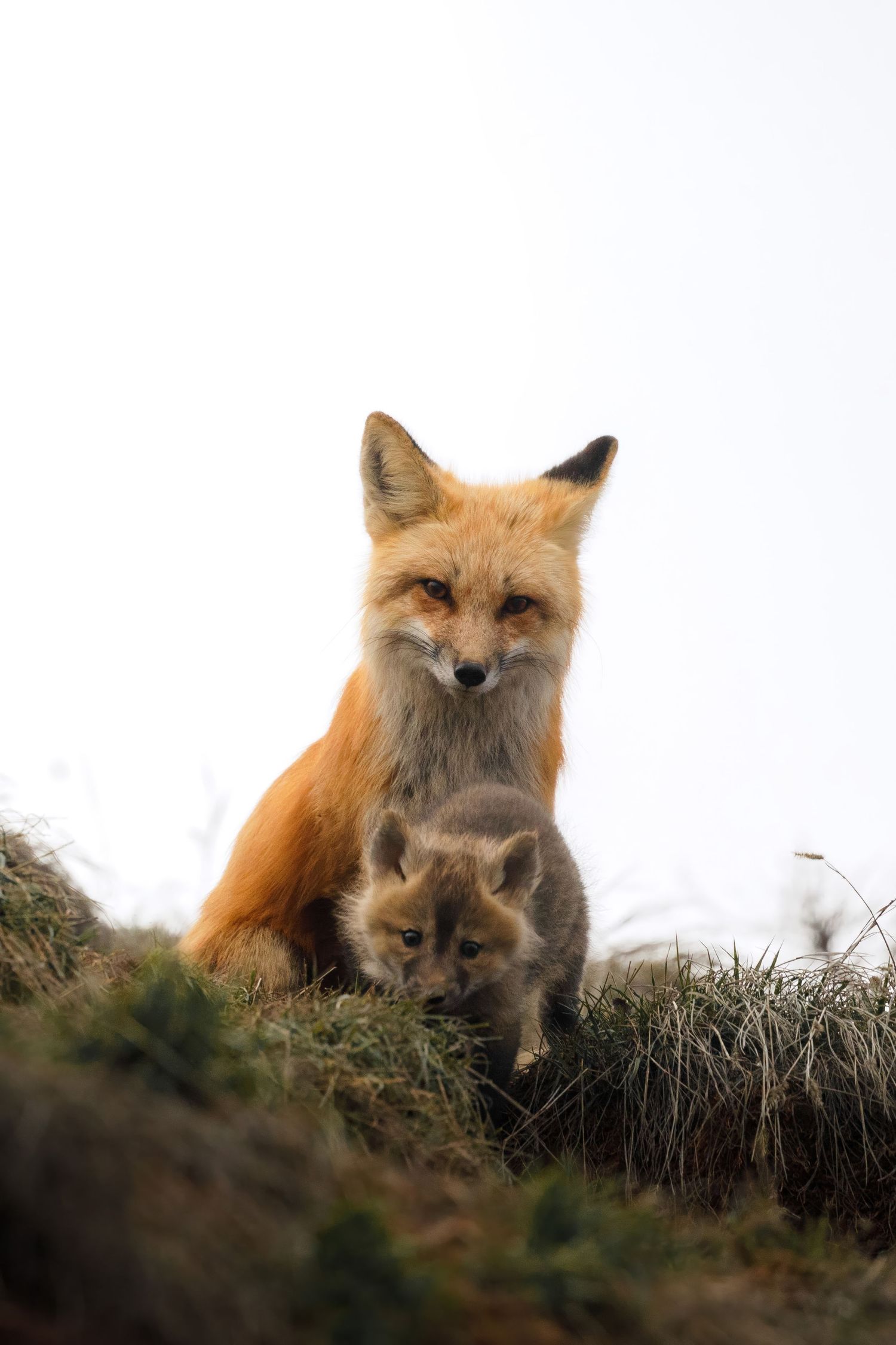 Red fox and kit resting together on grassy hillside during sunset.