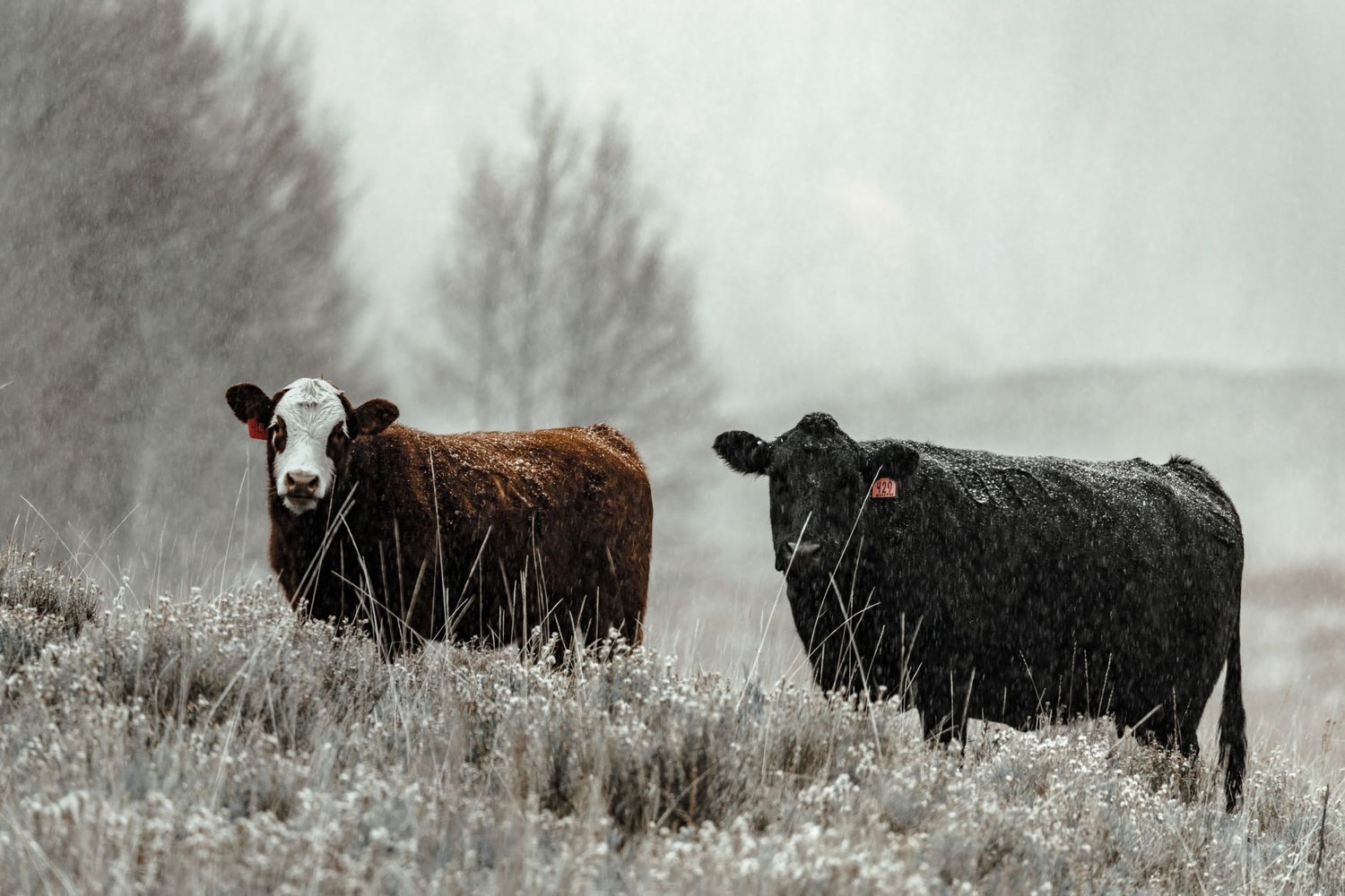 Black and brown cattle grazing in a snowy winter field.