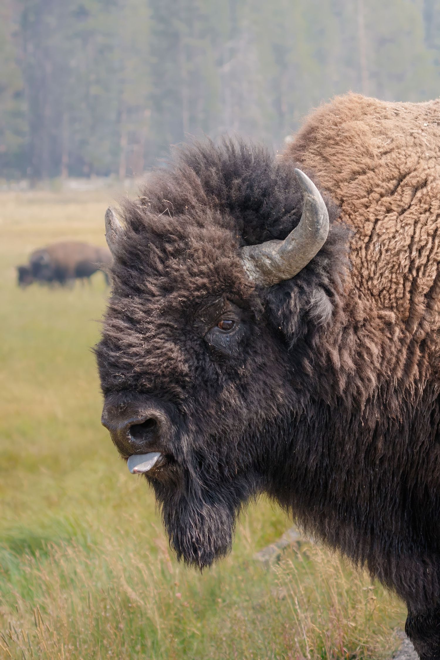 Close-up profile views of American bison showing their distinctive facial features and fur.