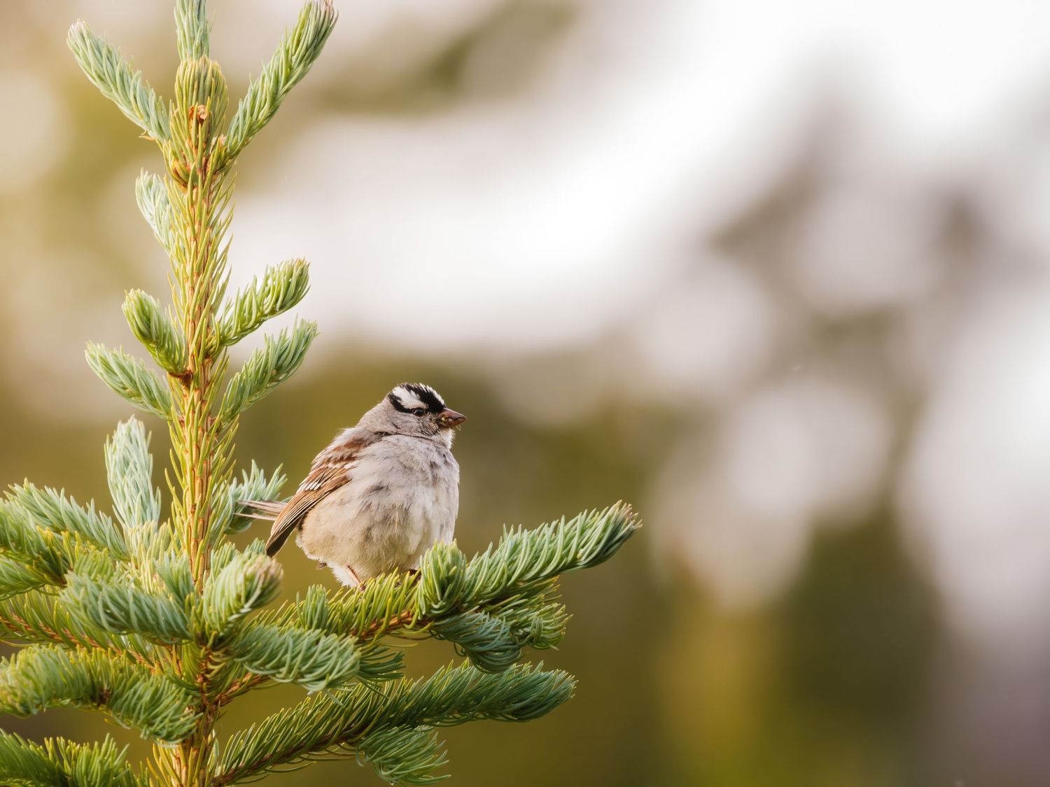 Small bird perched on a pine branch with soft bokeh background.