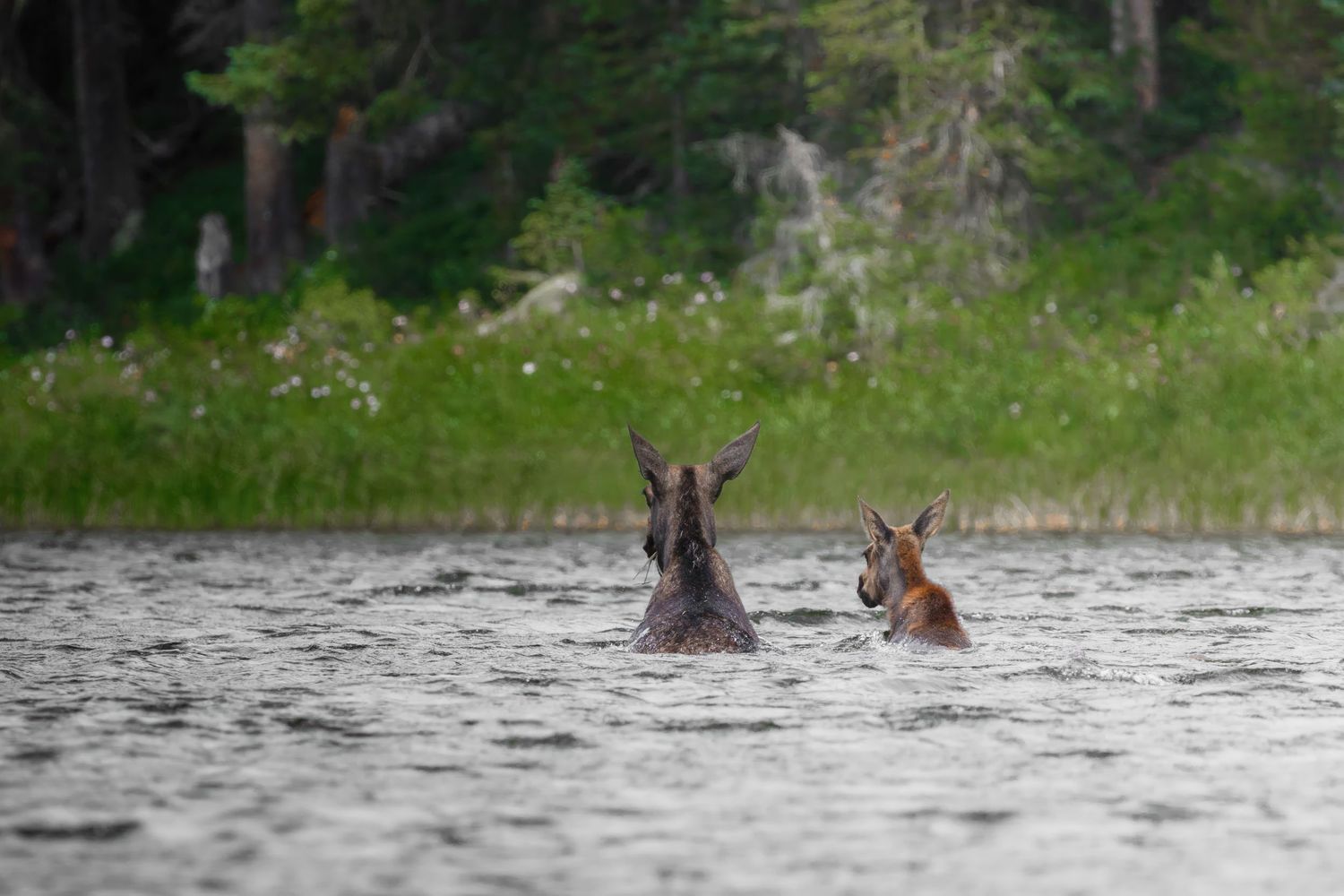 Moose swimming through calm lake water with forest backdrop.