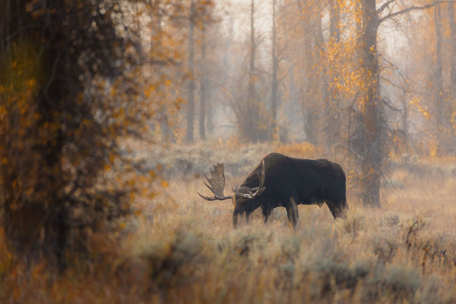 Moose moving through autumn forest with orange and misty atmospheric lighting.