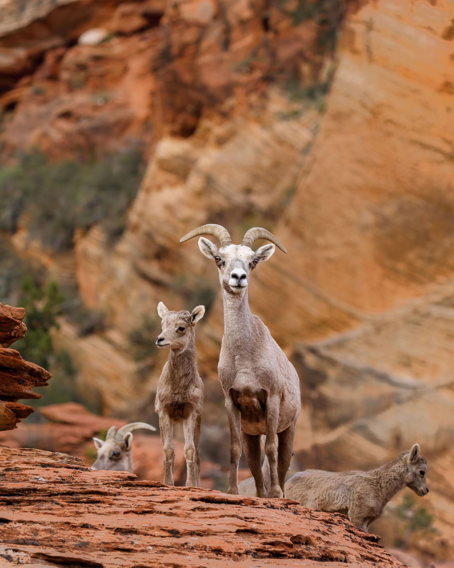 Group of young bighorn sheep lambs standing on red rock formations.