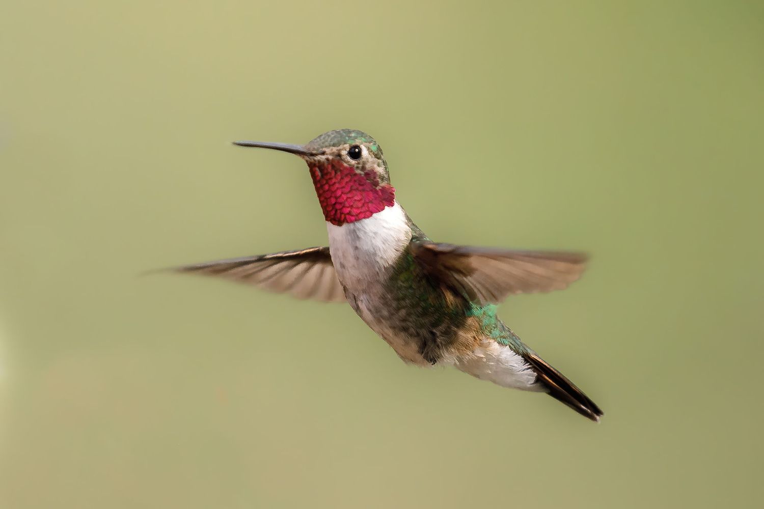 Ruby-throated hummingbird hovering in mid-flight against a soft green background.