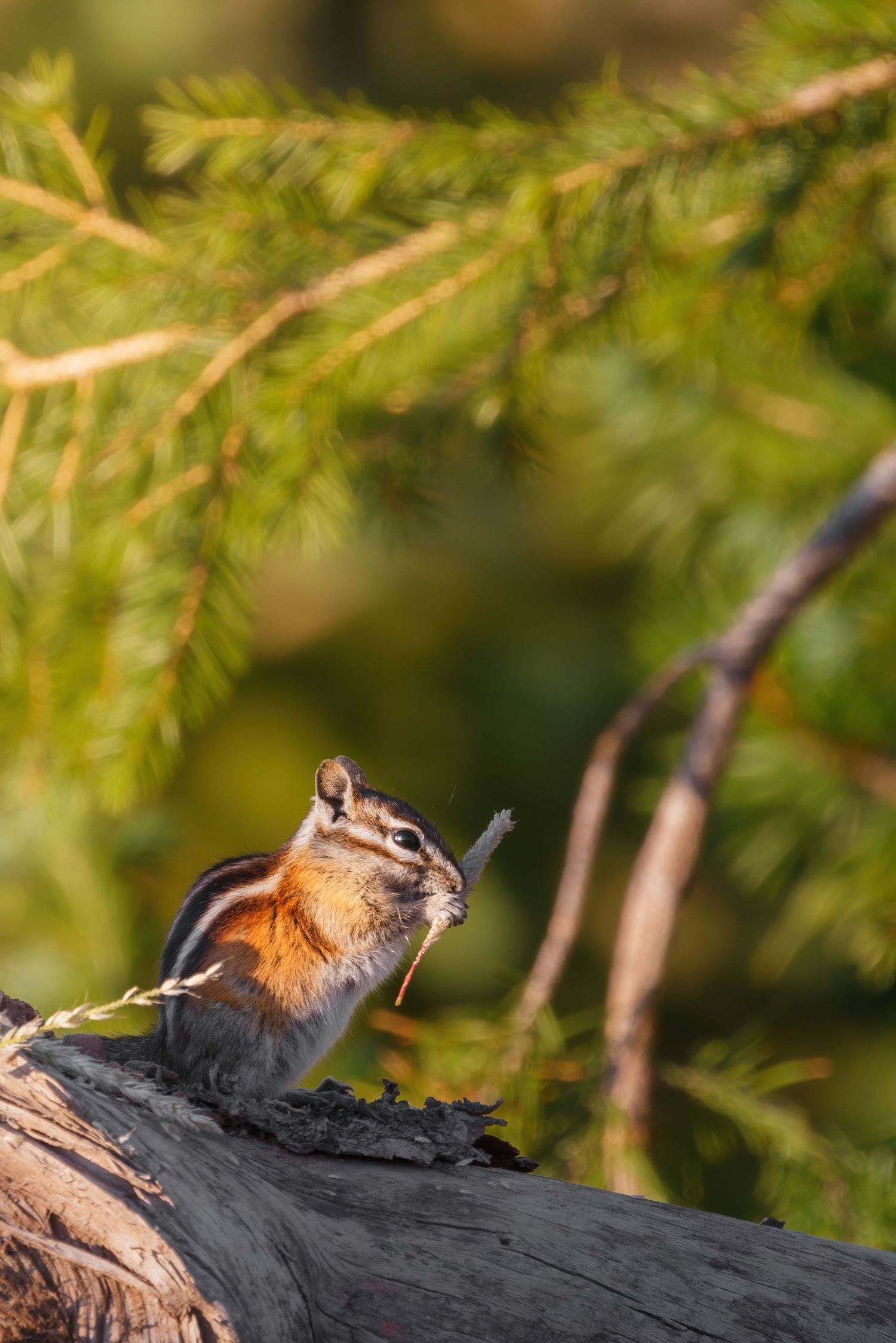 A chipmunk perched on a dark log among pine branches.