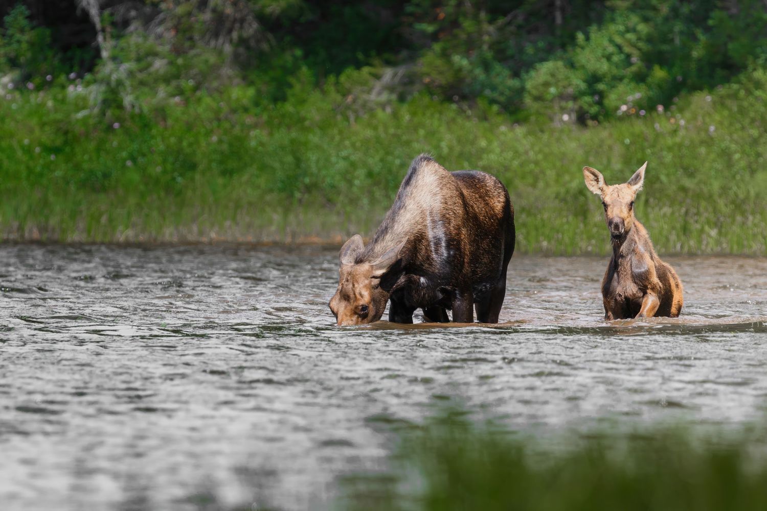 Adult moose and young calf navigate through shallow water near a forested shoreline.
