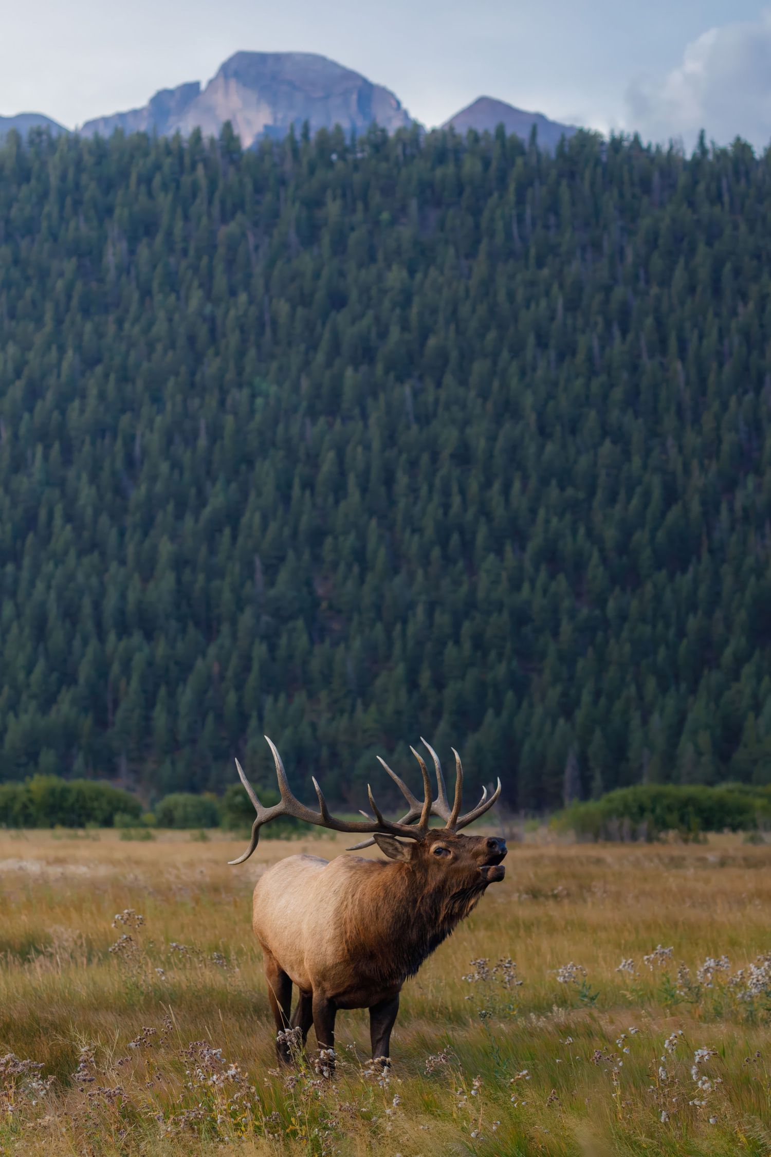 Elk bugling in mountain meadow with dense evergreen forest and peaks in background.