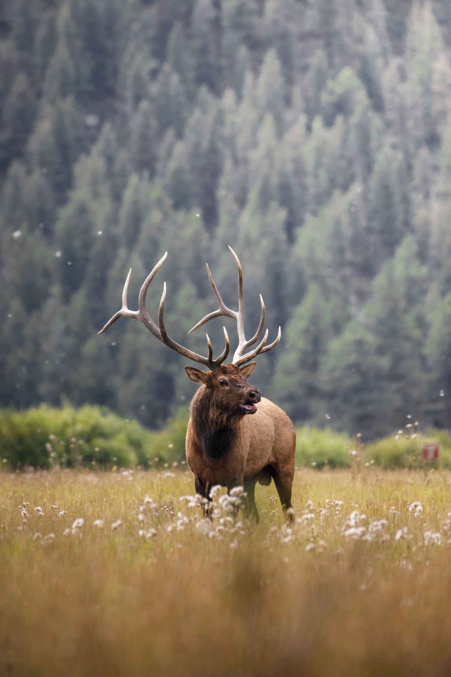 Large bull elk calling out in a field of wildflowers with mountain forest behind.