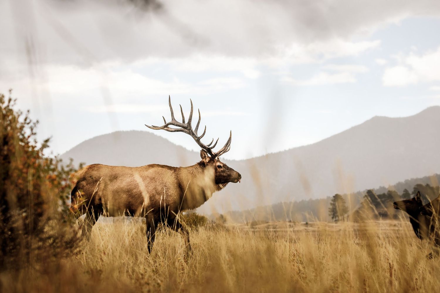 Bull elk silhouette standing in mountain meadow at golden hour.