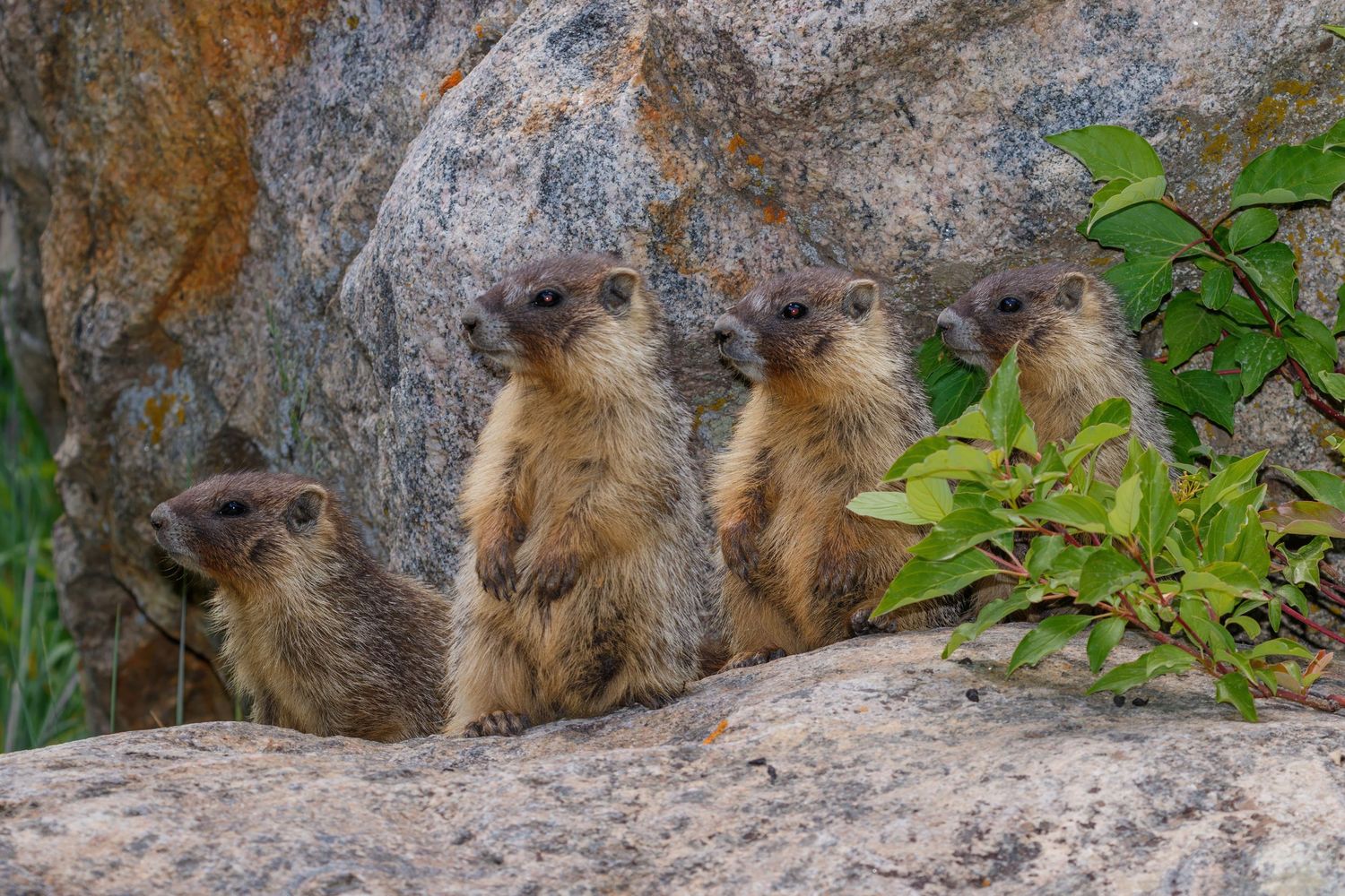 Group of marmots huddle together on rocky terrain in their natural habitat.