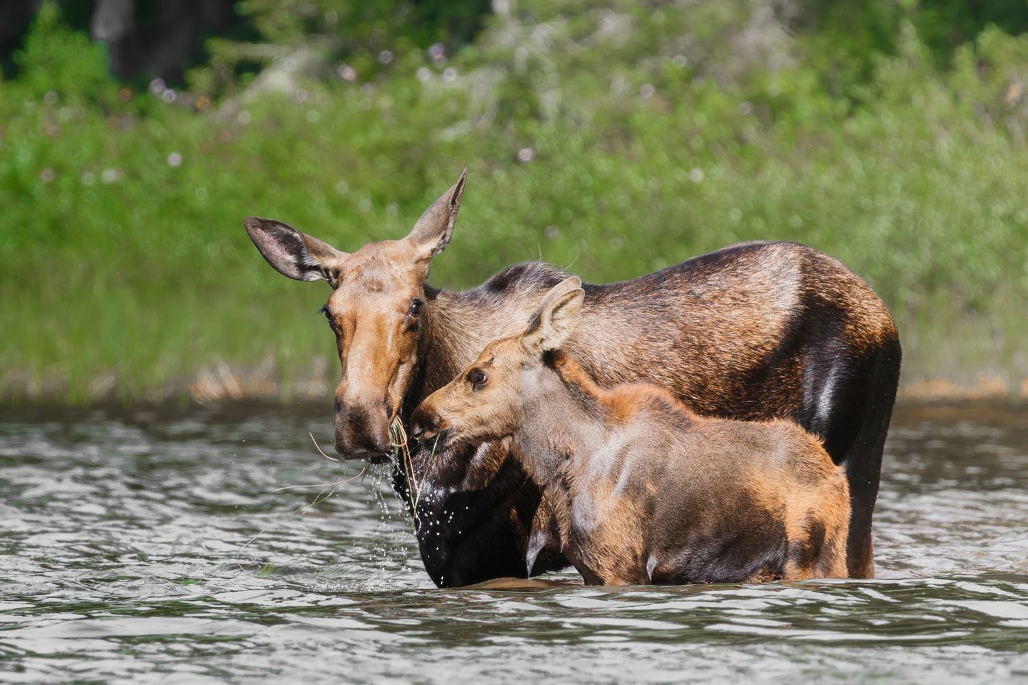 Two moose swimming in lake waters with forest-lined shore visible.