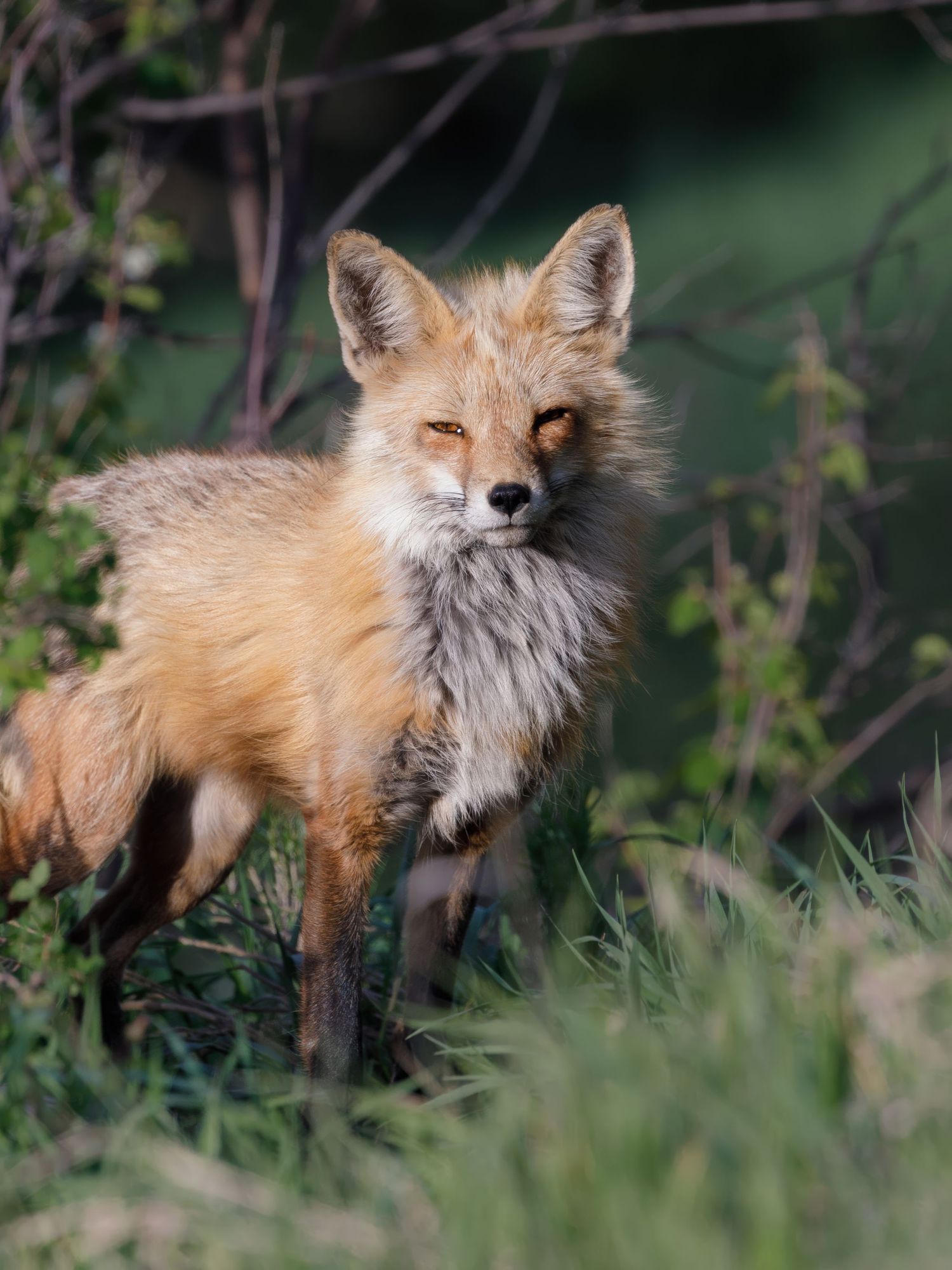 Red fox stands alert in tall grass with fluffy fur and pointed ears.