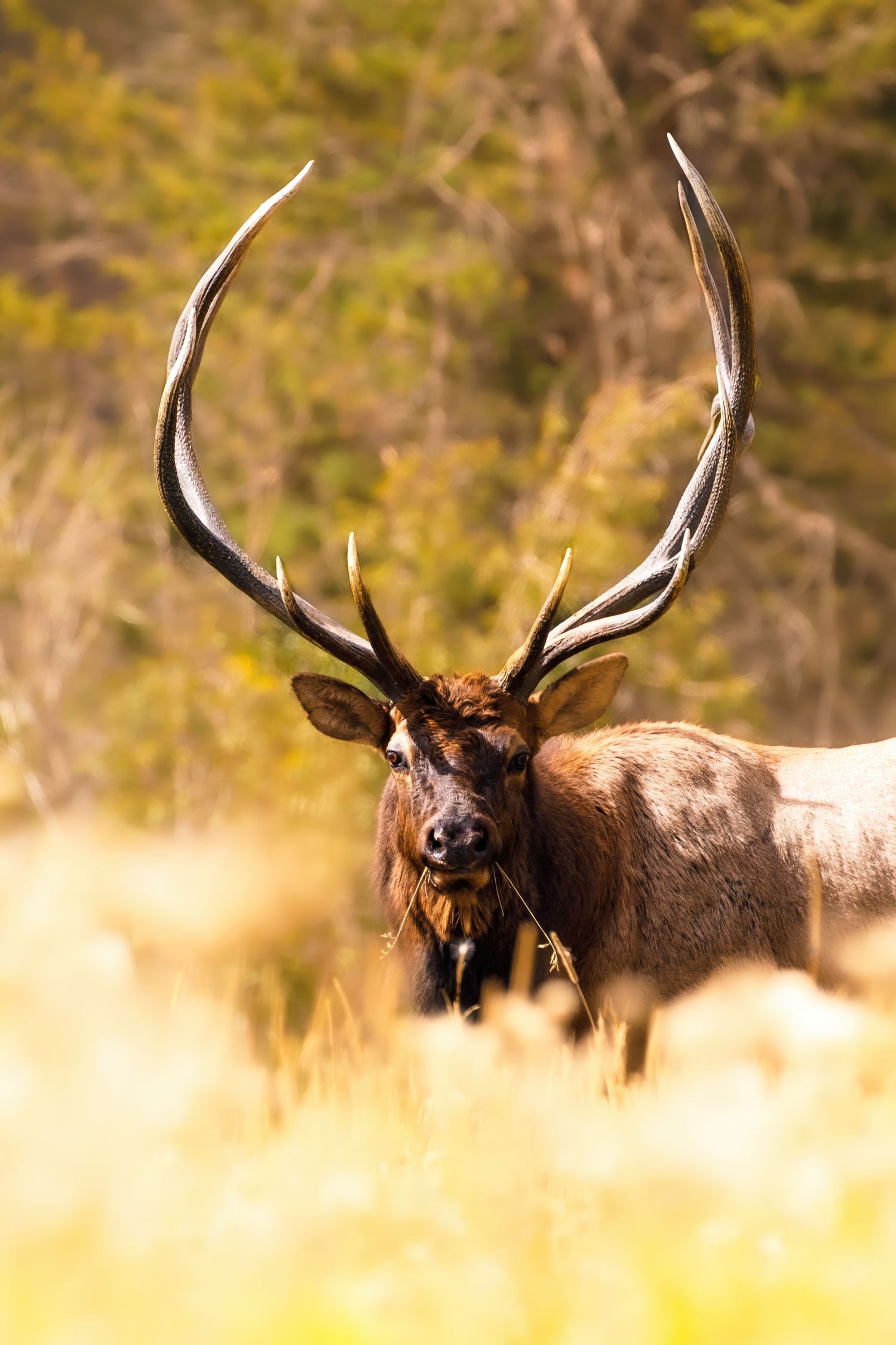 Portrait of bull elk with massive antlers in golden autumn field.
