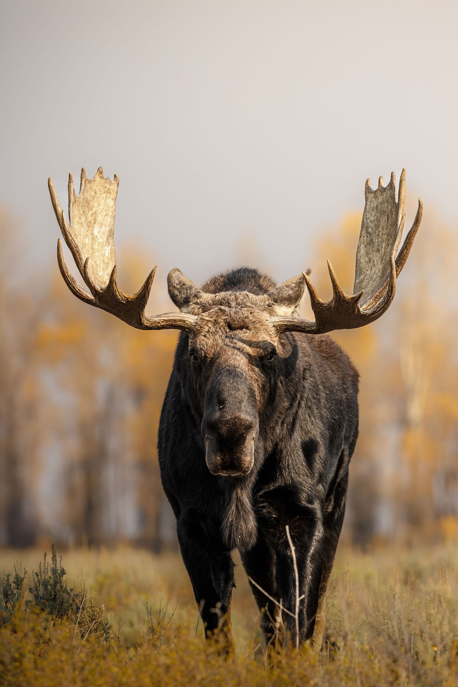 Bull moose with impressive antlers photographed in profile against golden fall foliage.