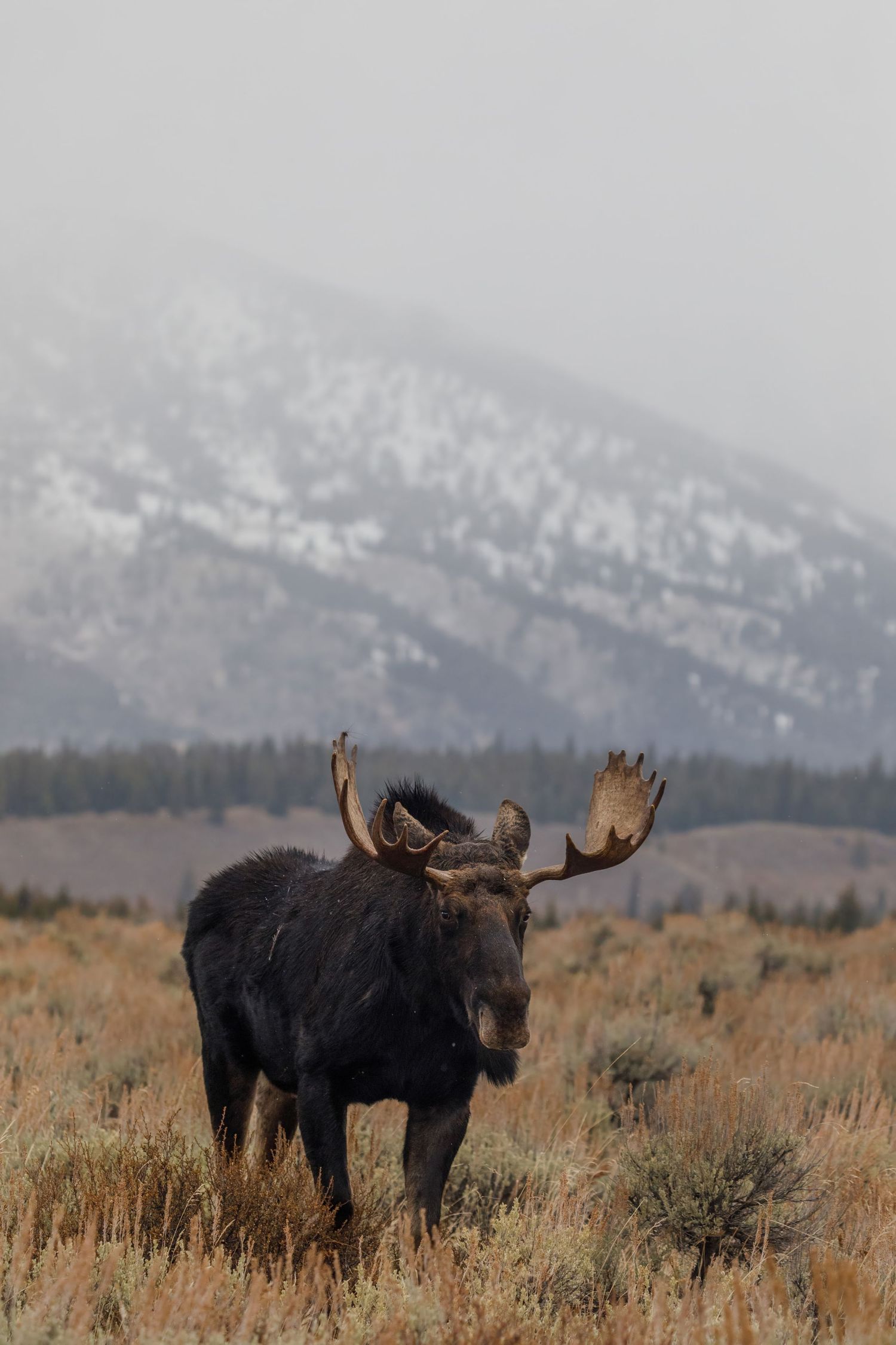 Three moose with large antlers standing in sage brush field beneath snowy mountains.
