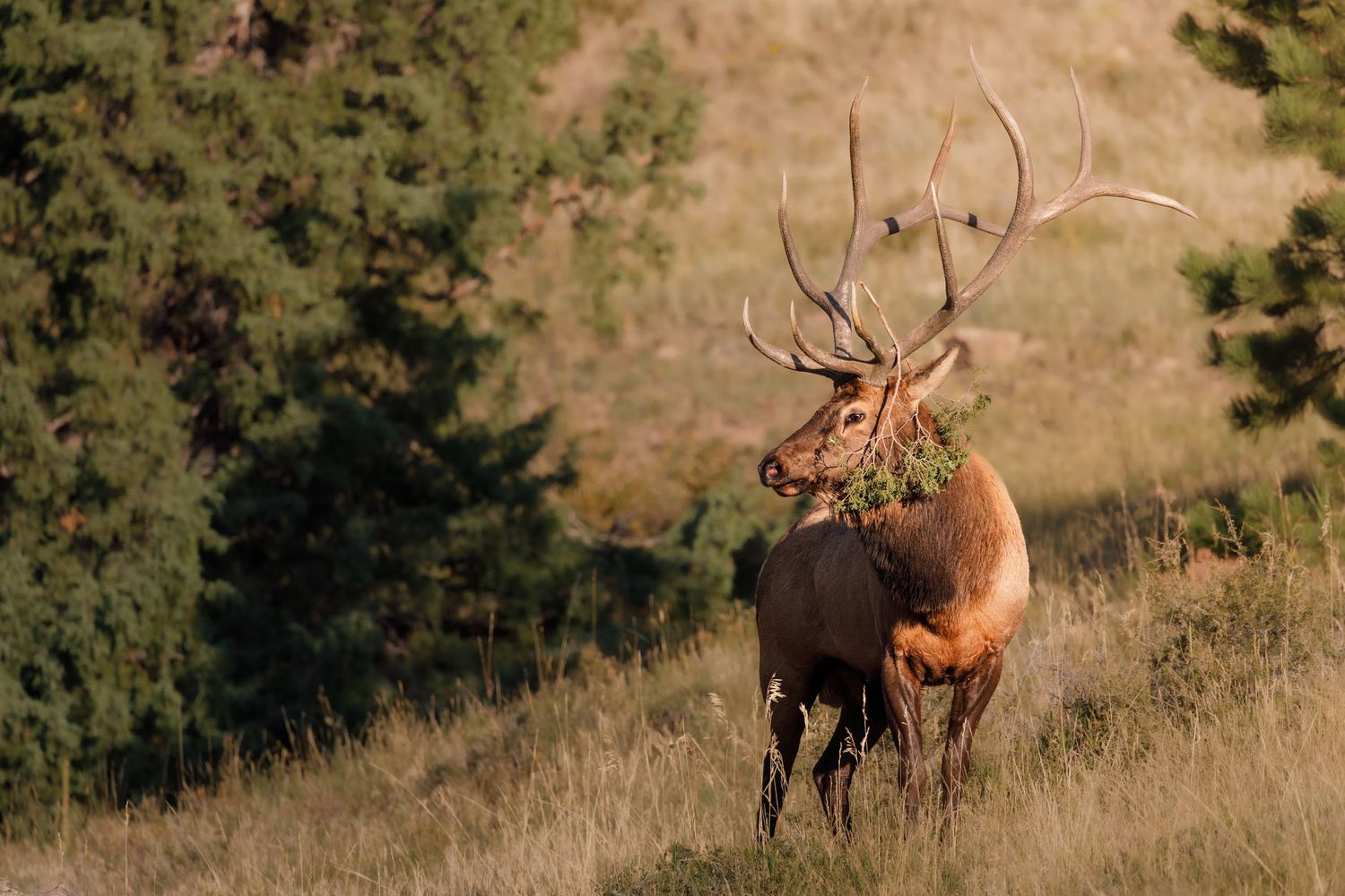 Majestic elk with large antlers standing in a golden meadow at sunset.