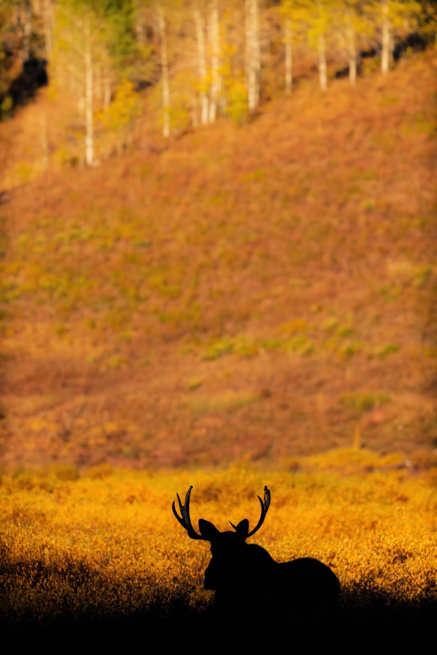 Silhouette of a bull moose resting in a golden autumn meadow with evergreen trees in the background.