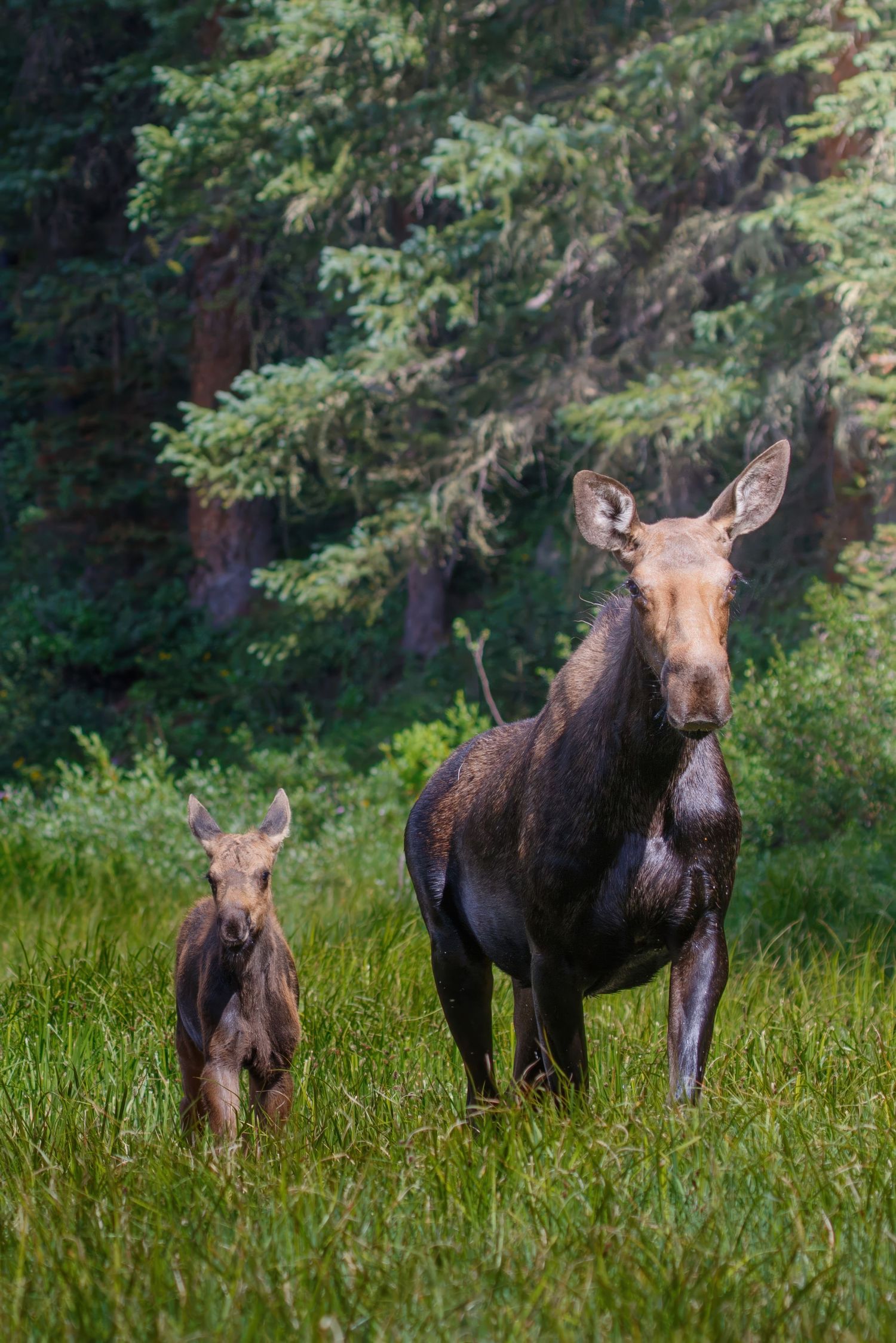 Several moose standing together in tall grass with trees in the background.