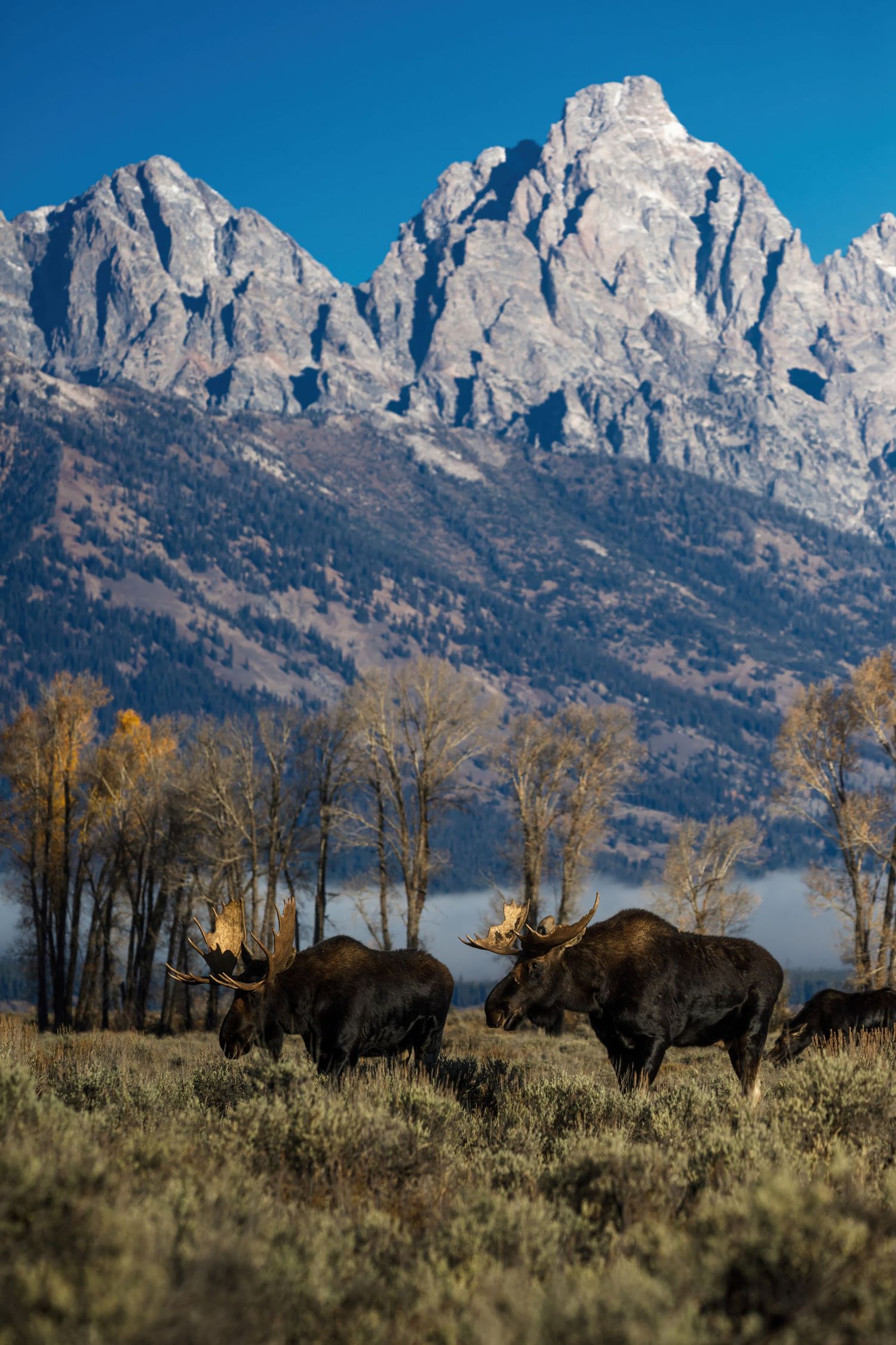 Herd of bison grazing in front of snow-capped Grand Teton mountains during golden hour.