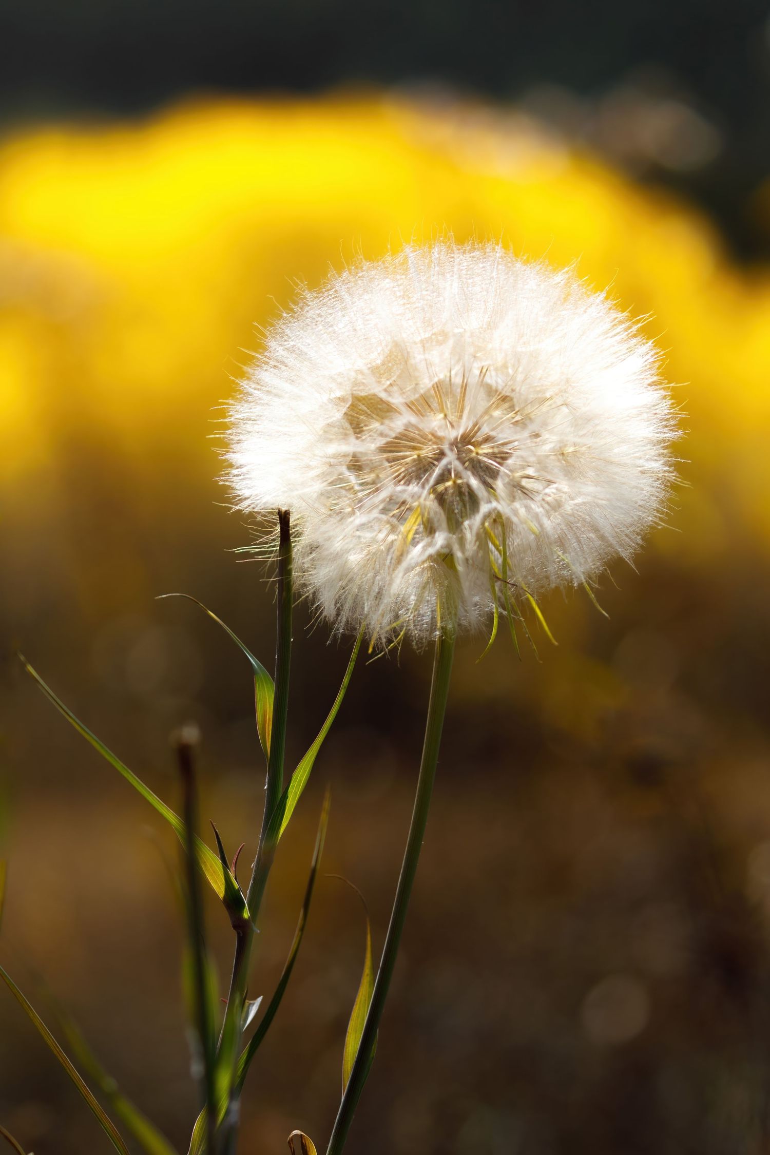 Delicate dandelion seed heads glow against a dark background with golden bokeh.