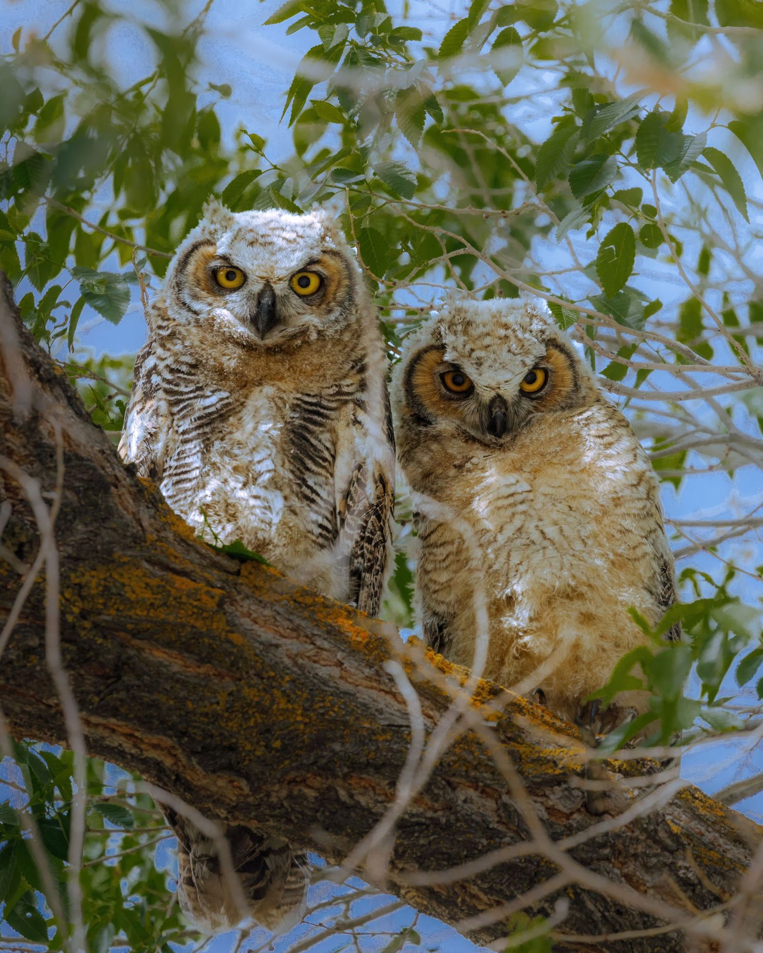 Two great horned owls perch together on a tree branch among green leaves.