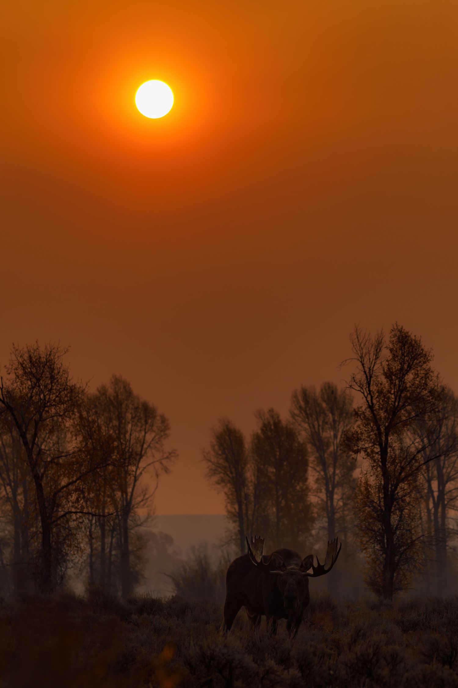 Bull moose silhouetted against an orange sunset sky with leafless trees.