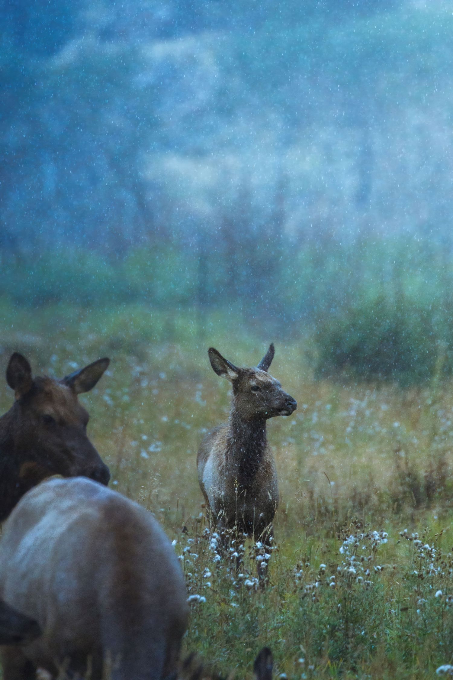 Female elk grazing in a misty meadow filled with wildflowers at dusk.