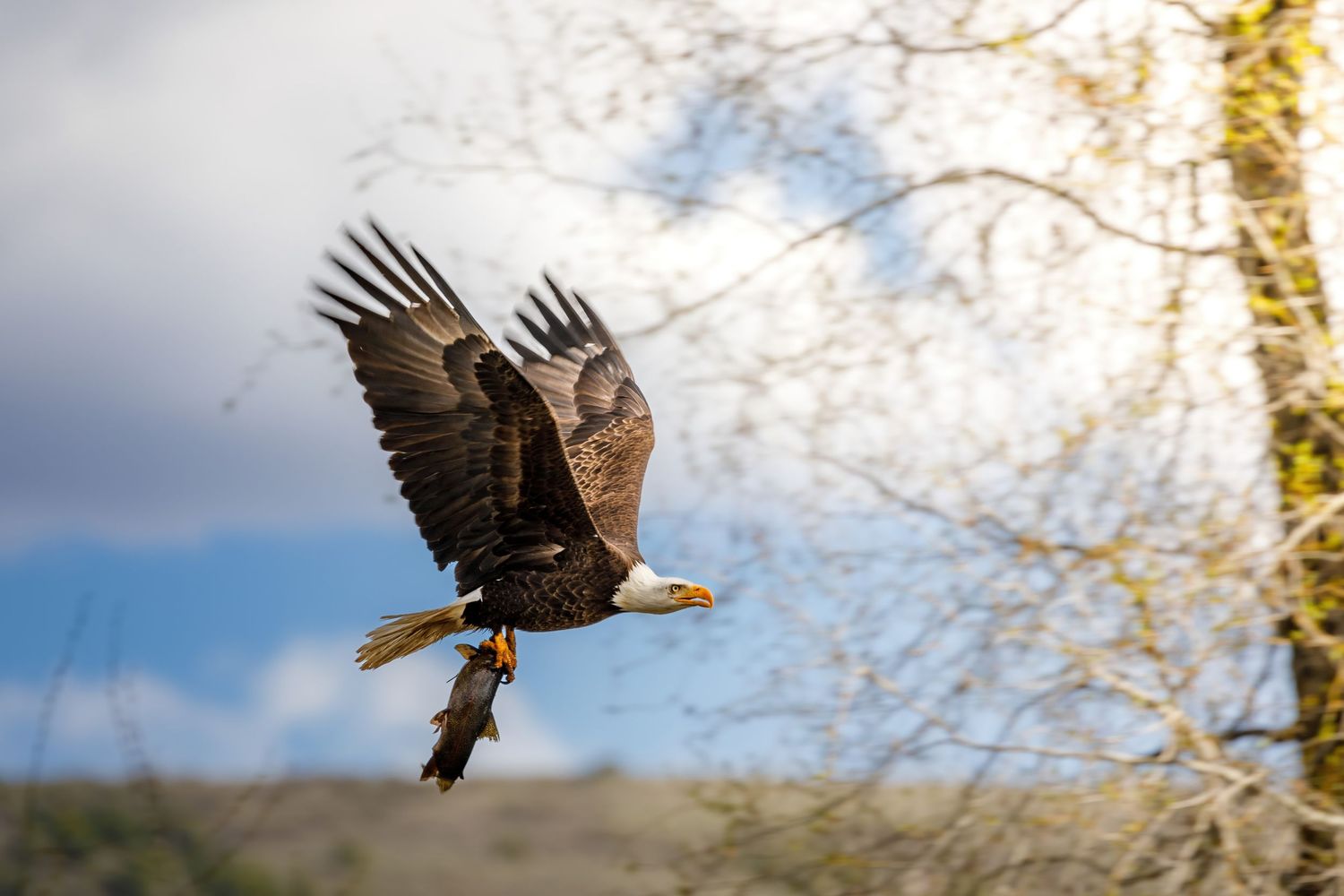 Bald eagle soaring with wings spread against bright winter sky.