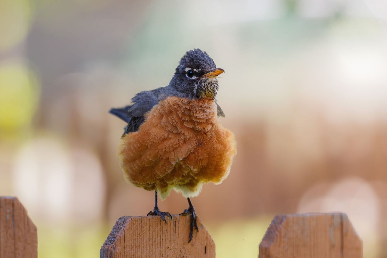 Plump American Robin with fluffed orange breast feathers perched on wooden fence.