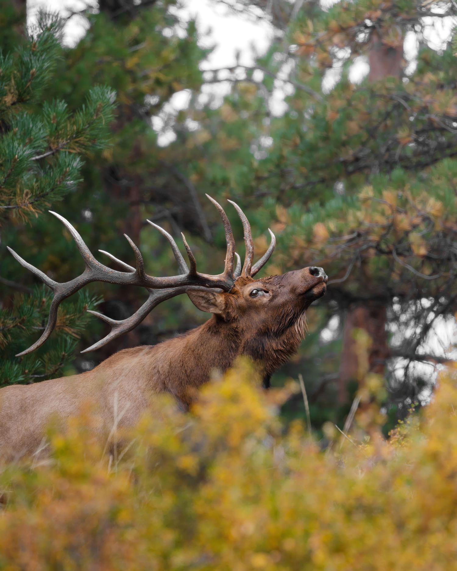 Bull elk bugling during autumn mating season with golden foliage in background.