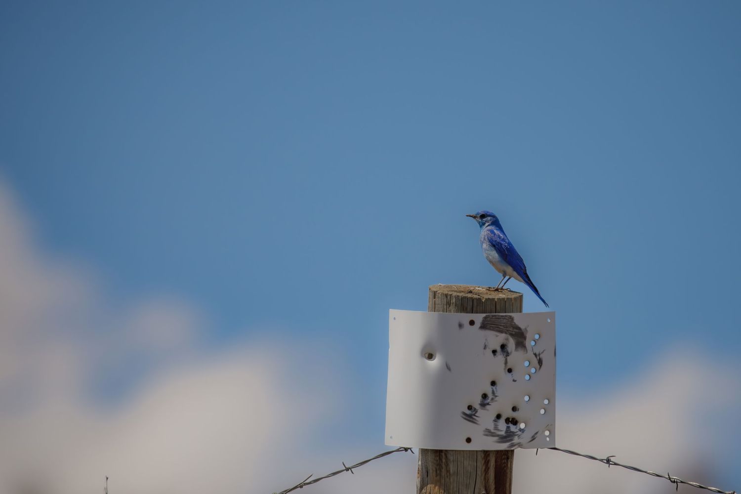 Small blue kingfisher perched on a white post against clear blue sky.