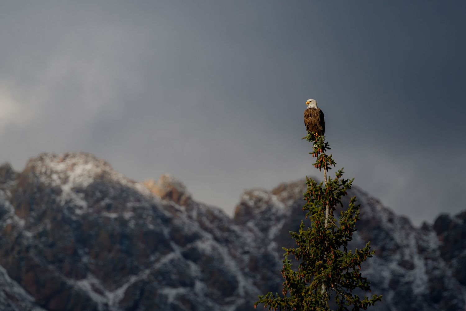 Bald eagle silhouetted against snowy mountain peaks at dusk.