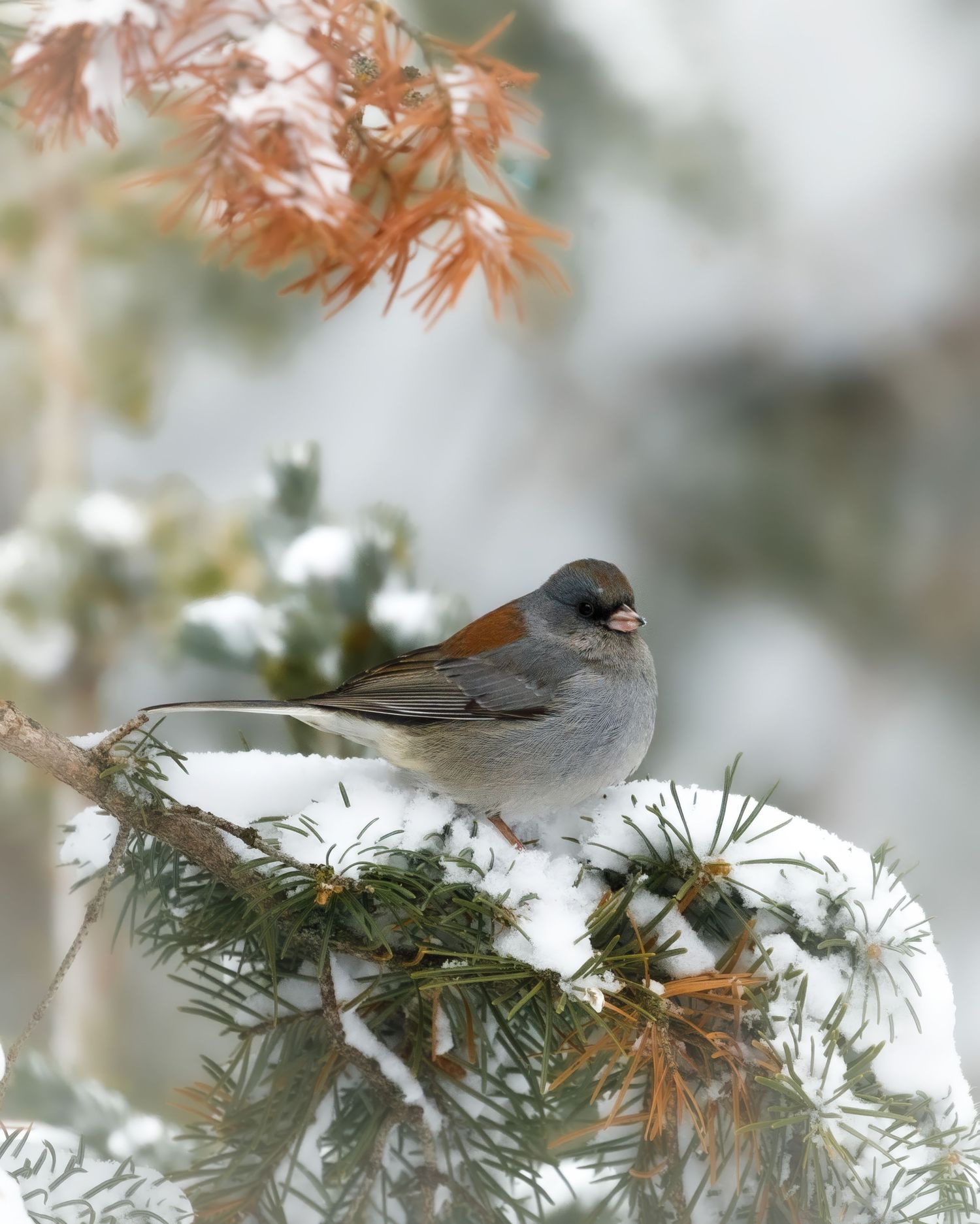 Dark-eyed Junco bird perched on snow-covered evergreen branch.