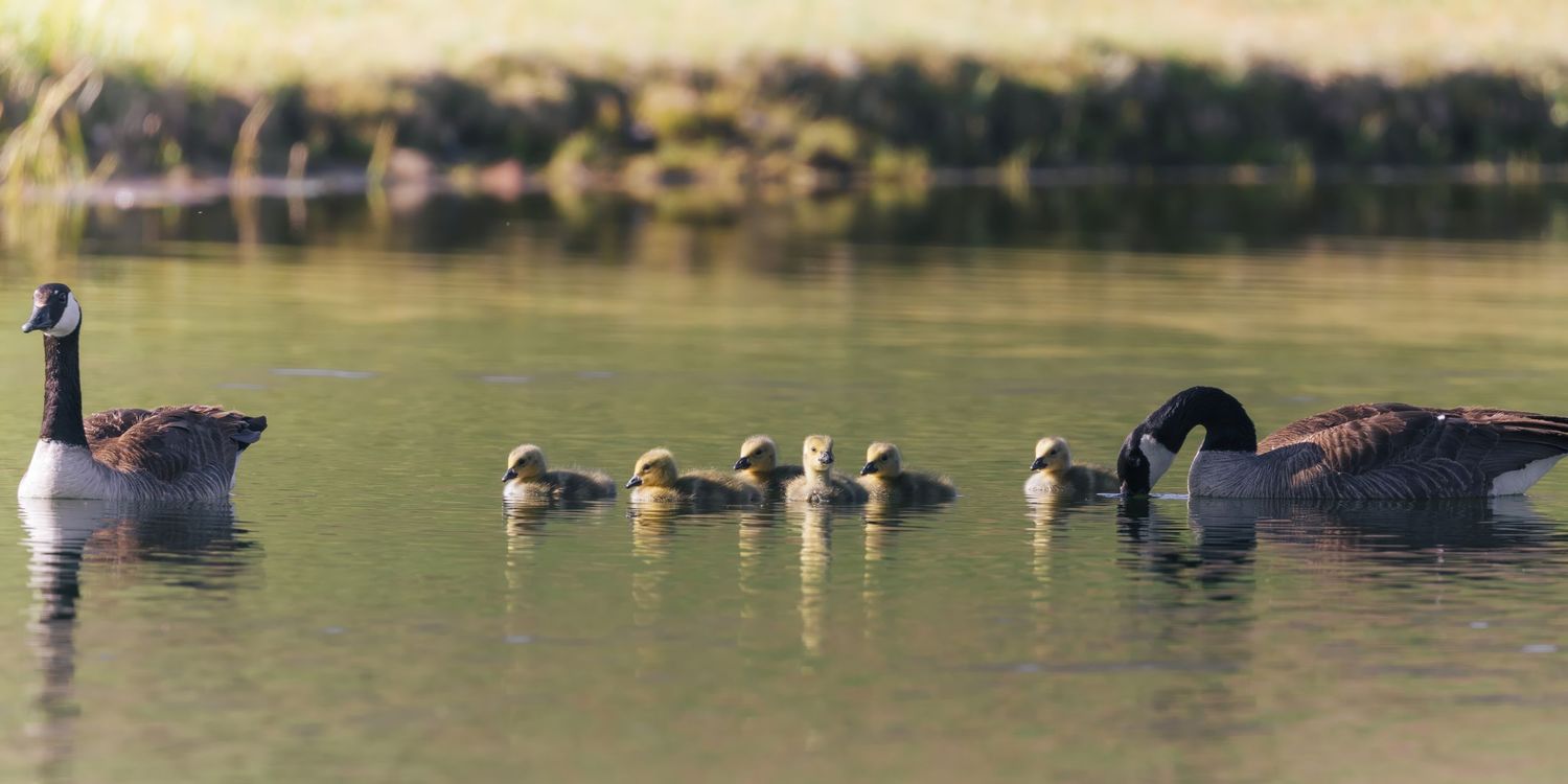 Ducks swimming in calm lake waters on a sunny day.