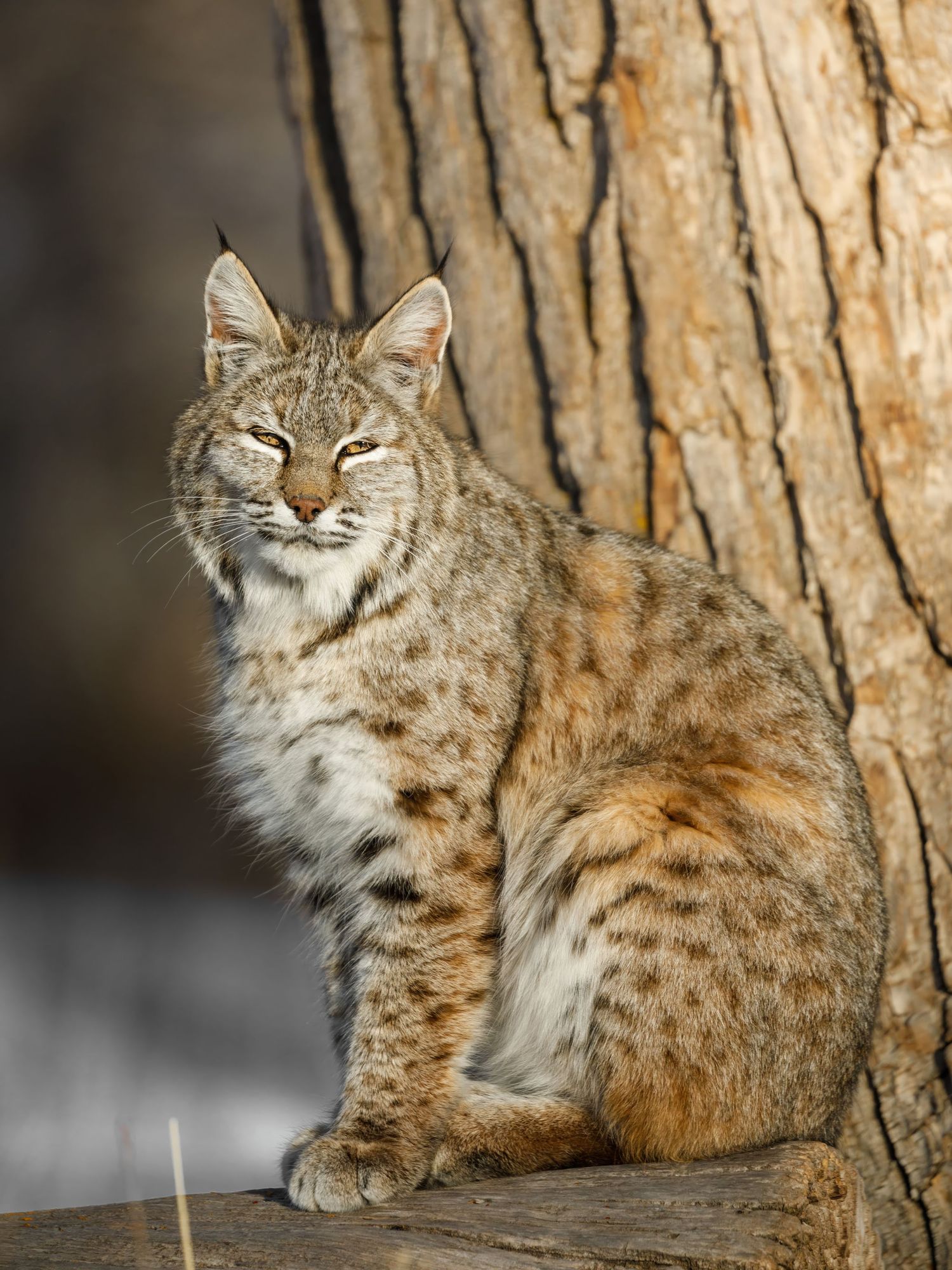 Bobcat sitting contentedly against a tree trunk with snow visible in background.