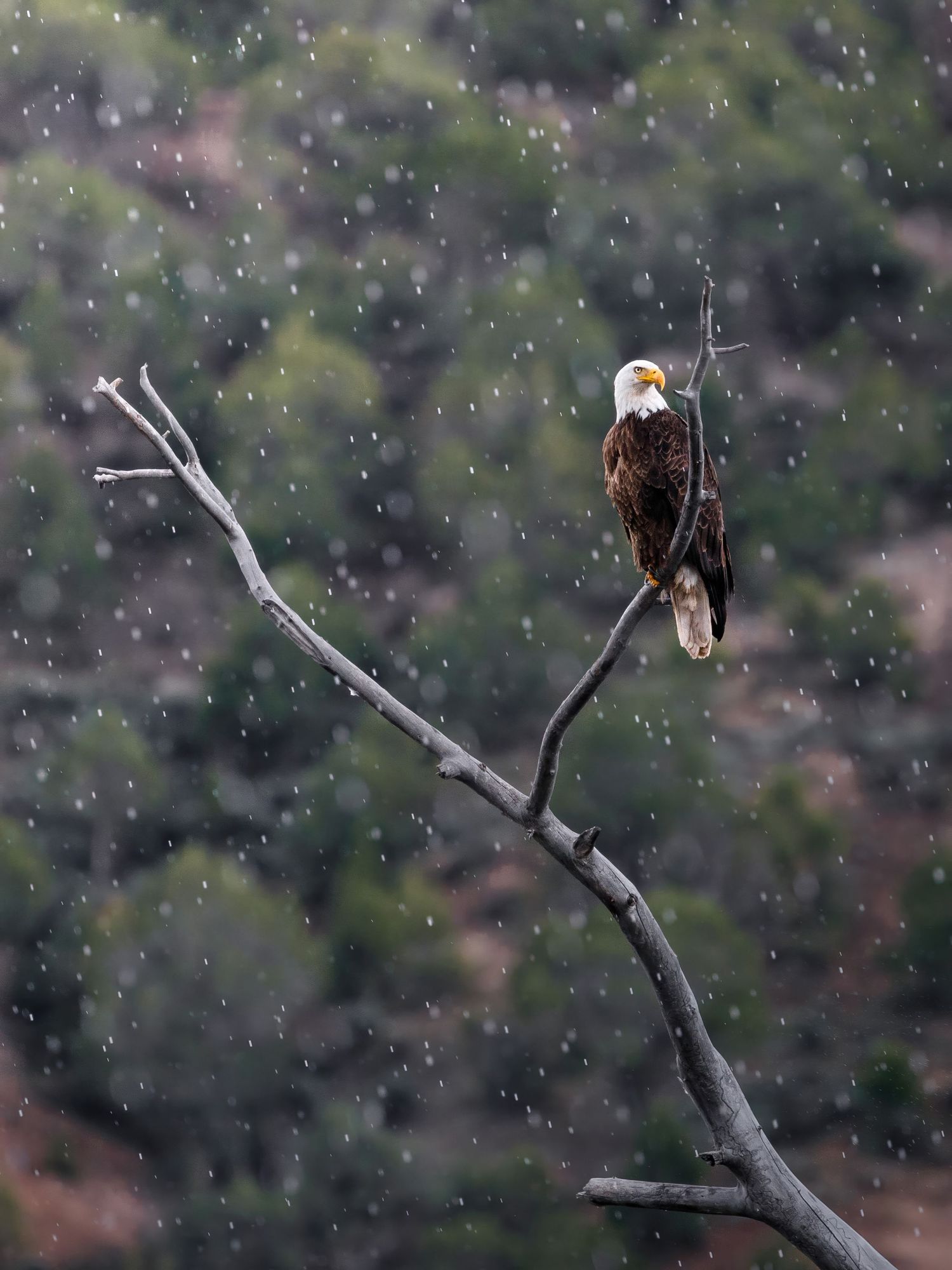 A bald eagle perches on a bare branch during a light snowfall.