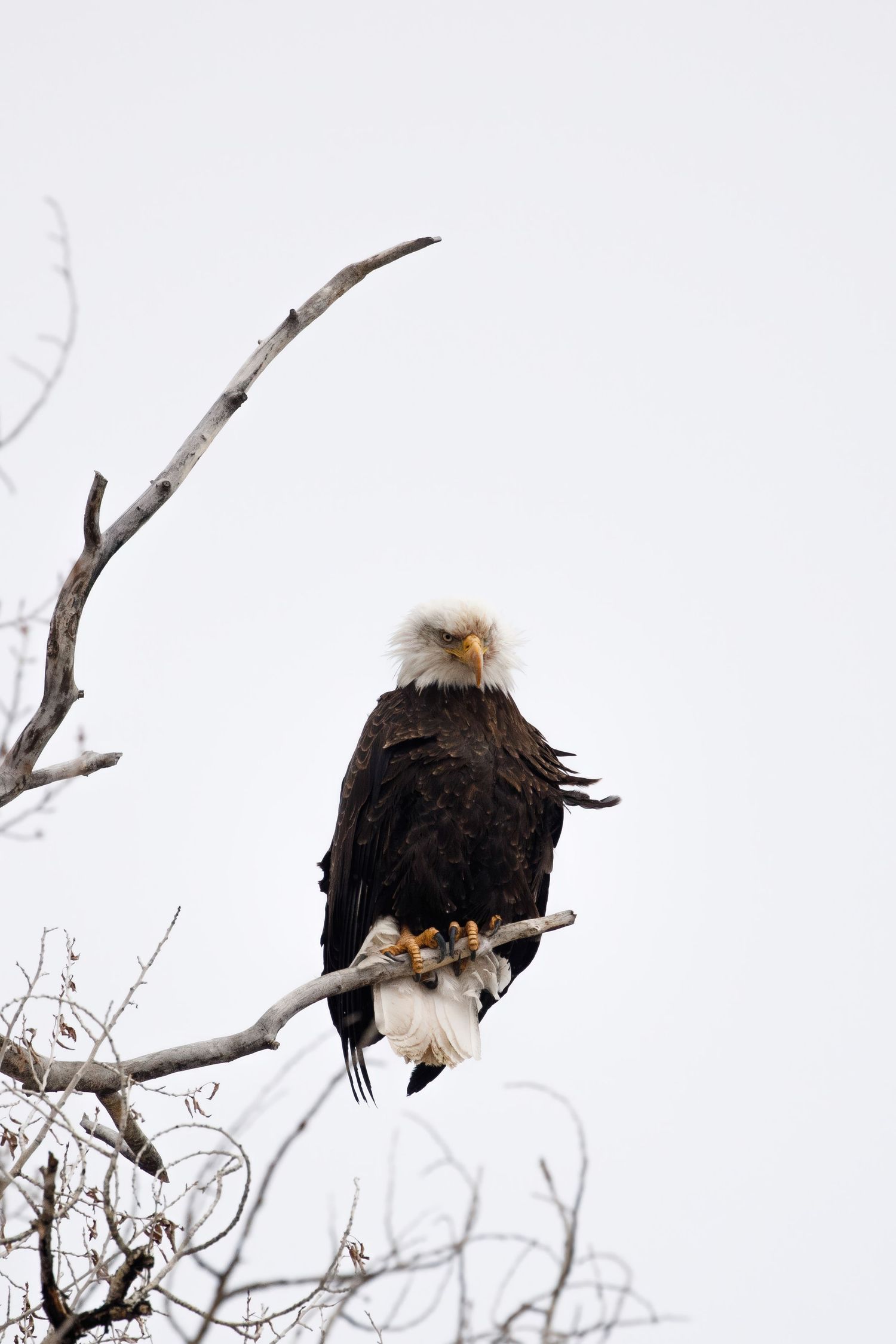 Bald eagles perched on bare winter branches against white sky.
