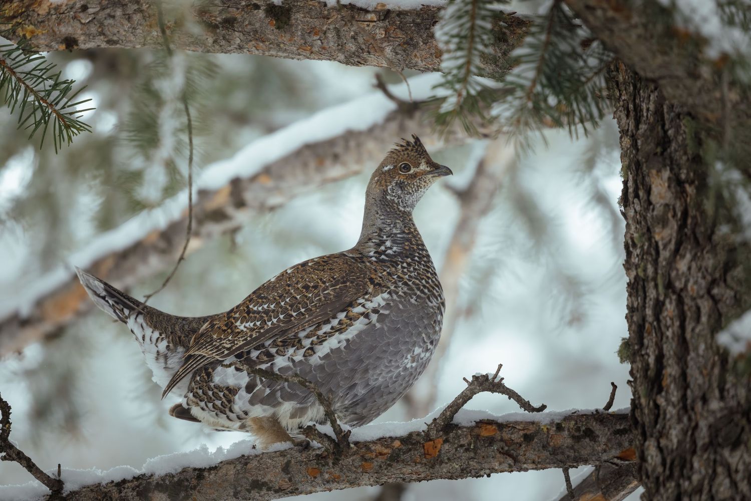 Grouse camouflaged among snow-covered pine branches.