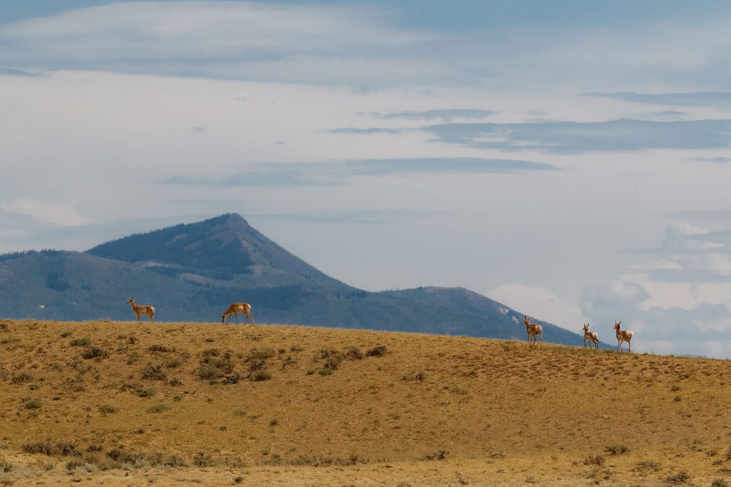 A panoramic mountain landscape with wildlife silhouettes visible on the golden ridge.