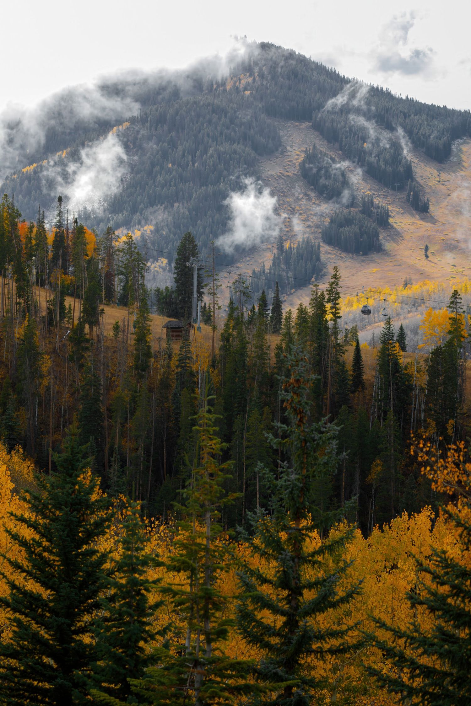 Misty mountain landscape with golden autumn aspens and evergreen trees.