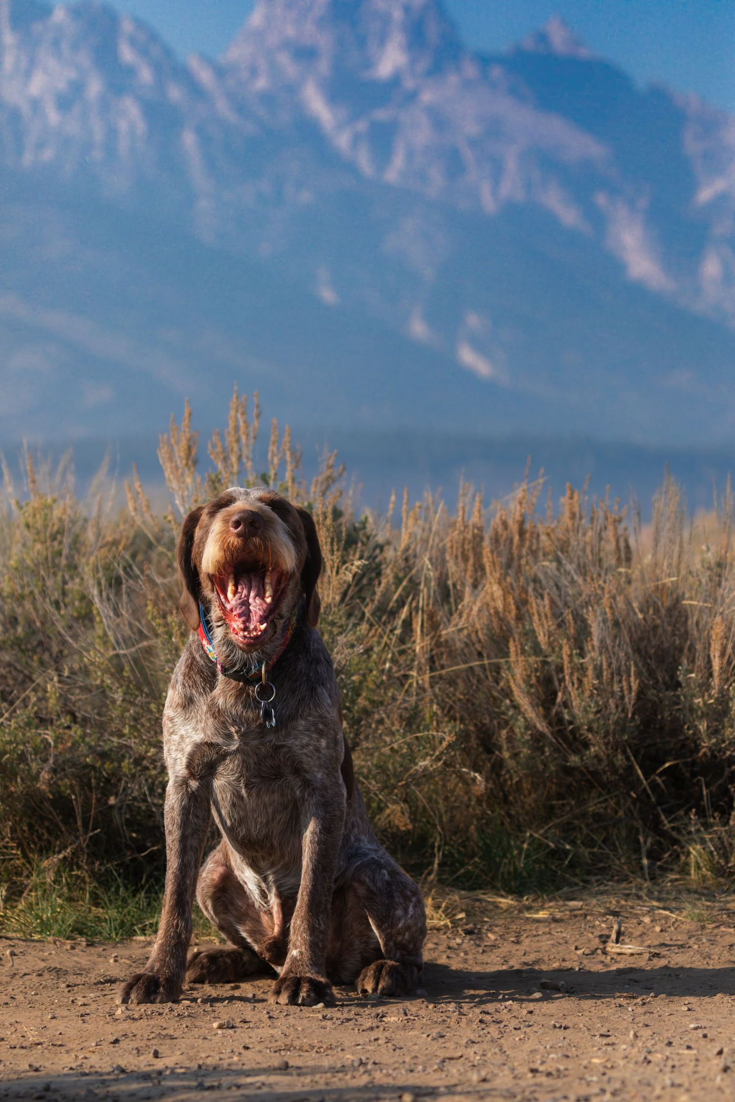 German shorthaired pointer dog sitting alert against mountain backdrop.