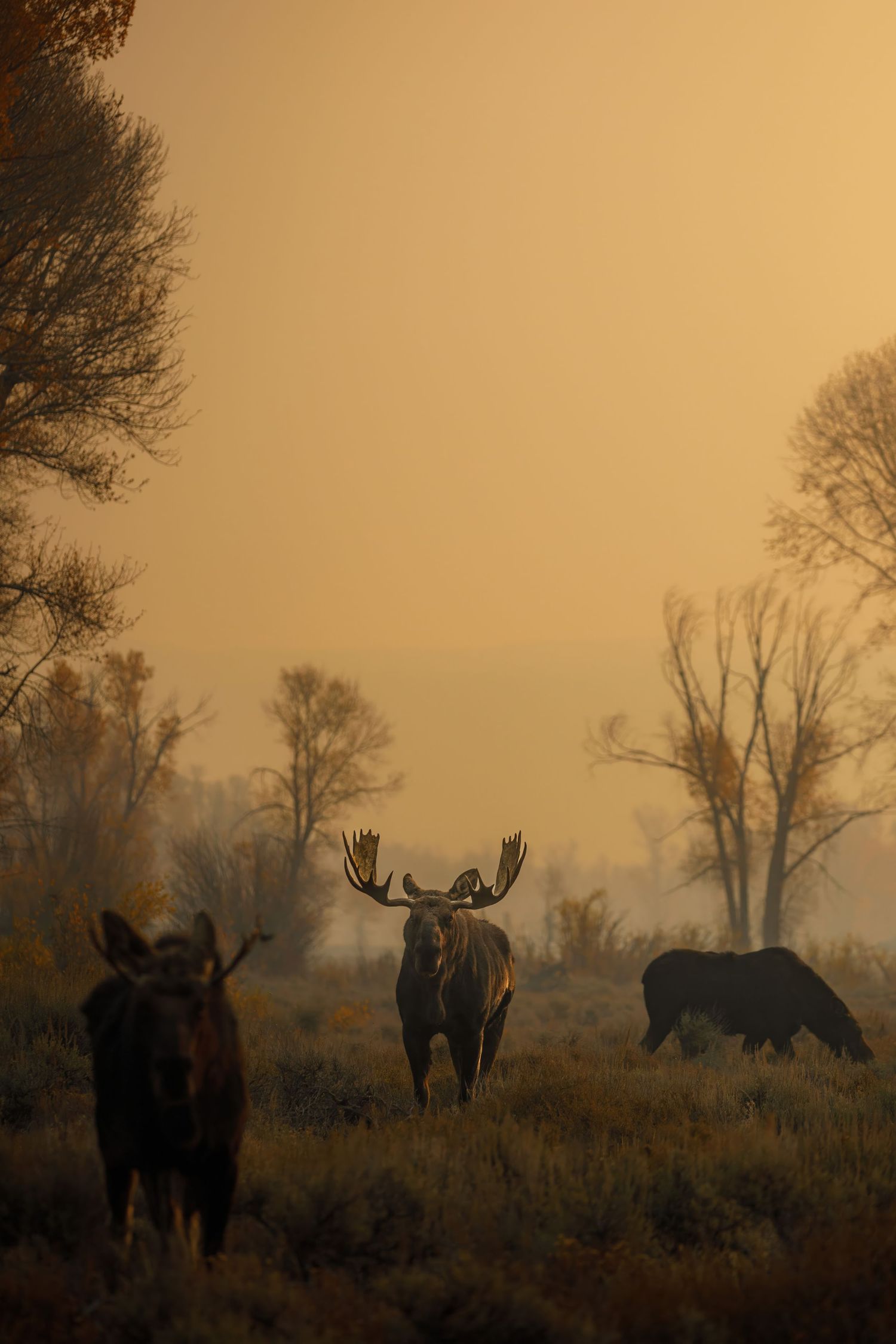 Moose herd silhouetted against golden sunset sky in wilderness landscape.