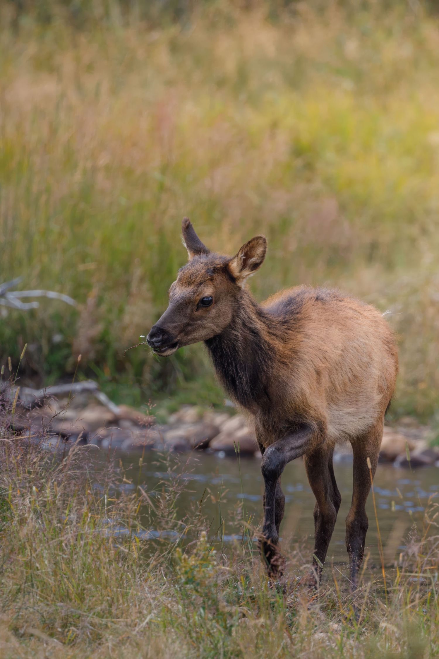 Young elk calf grazing near mountain stream in natural habitat.