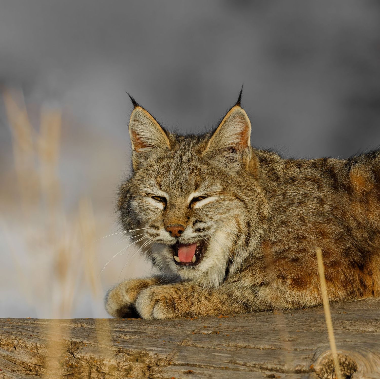 Bobcat showing different facial expressions while resting on a log.