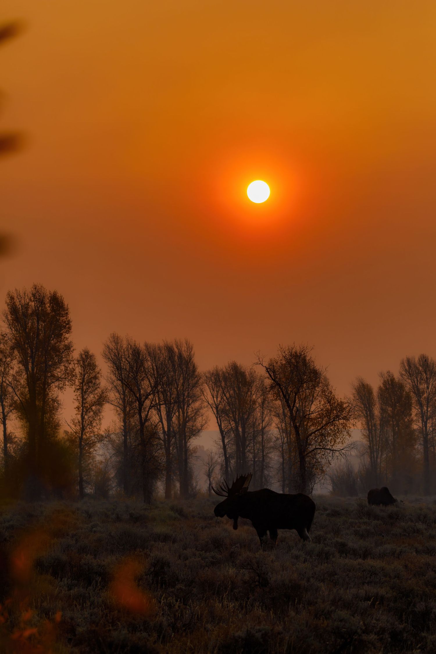 Moose silhouette visible against orange sunset with bare trees in the background.