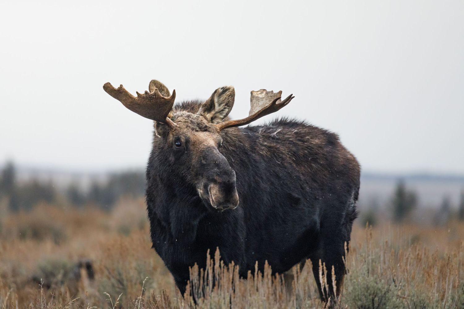 Bull moose with impressive antlers standing in sage brush against mountain landscape.